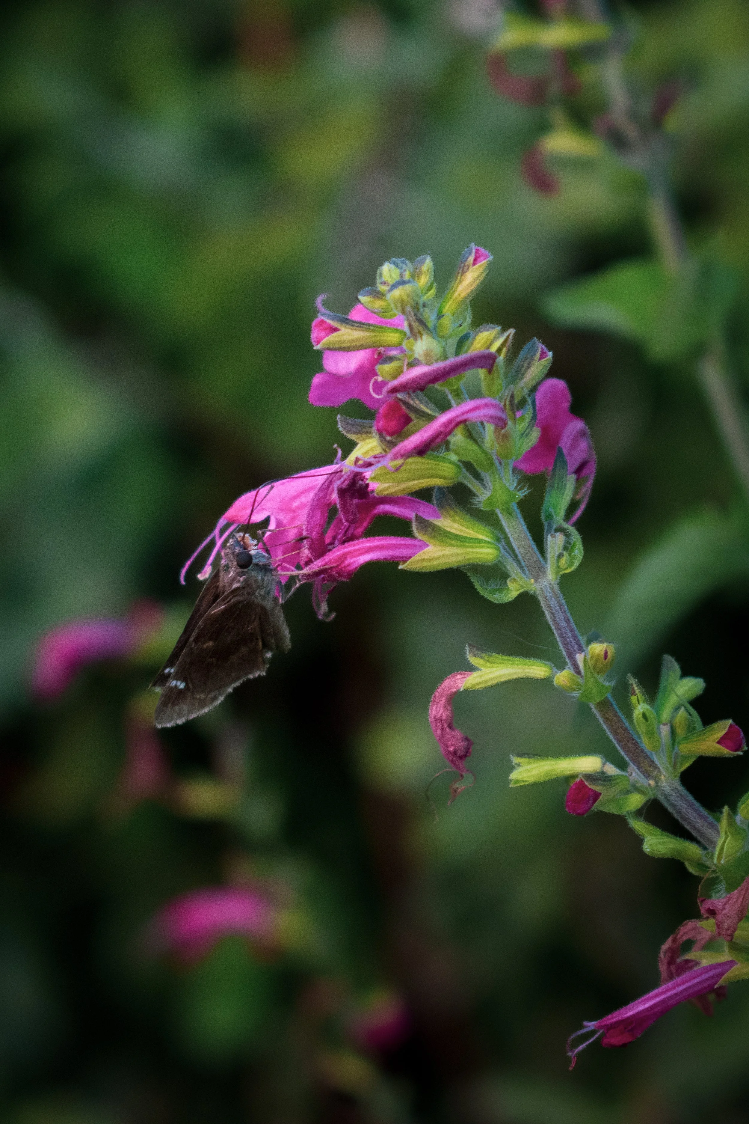 A butterfly perched on a pink flower with green buds and leaves, against a blurred green background.