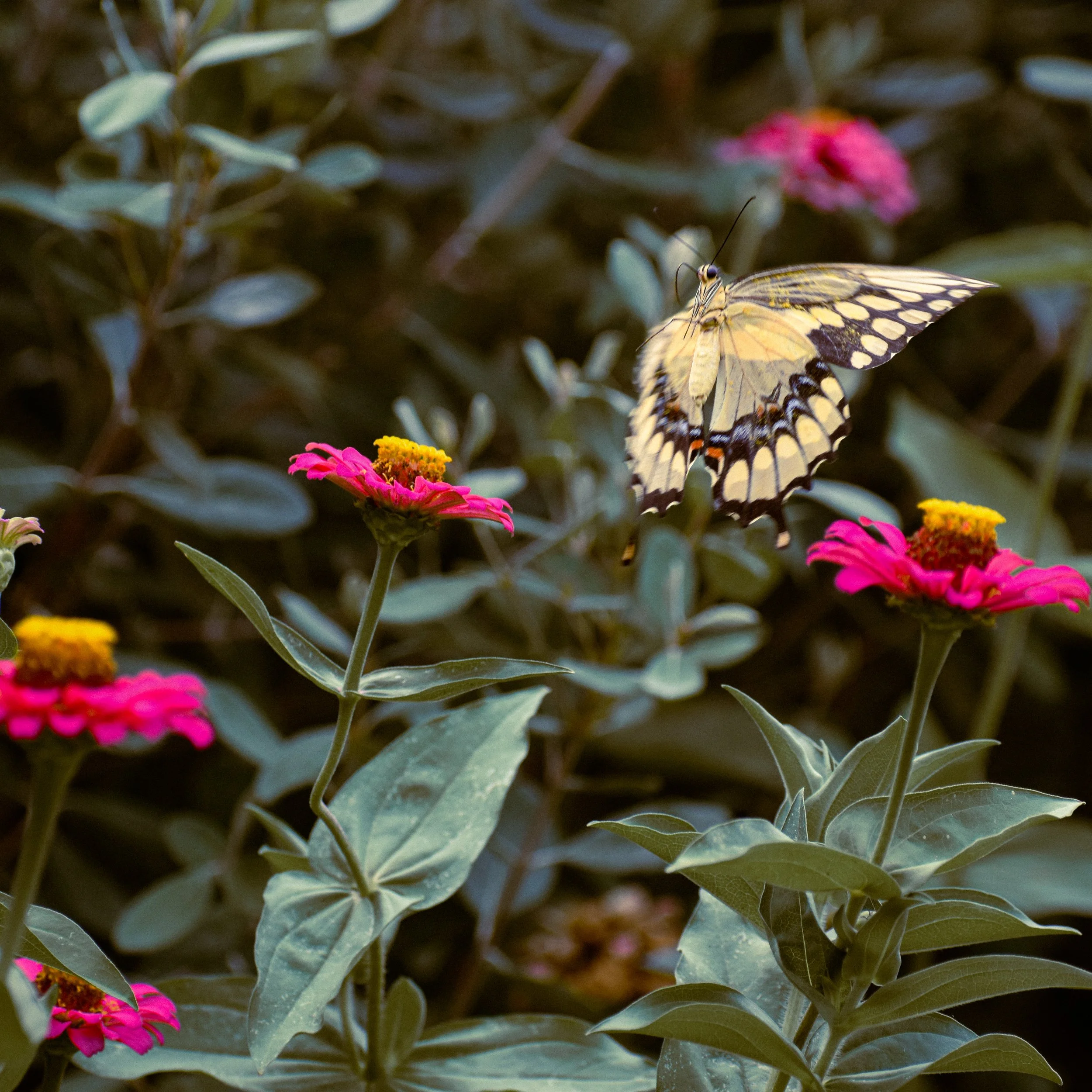 A yellow butterfly with black markings on its wings flying from a pink flower in a garden with green leaves.