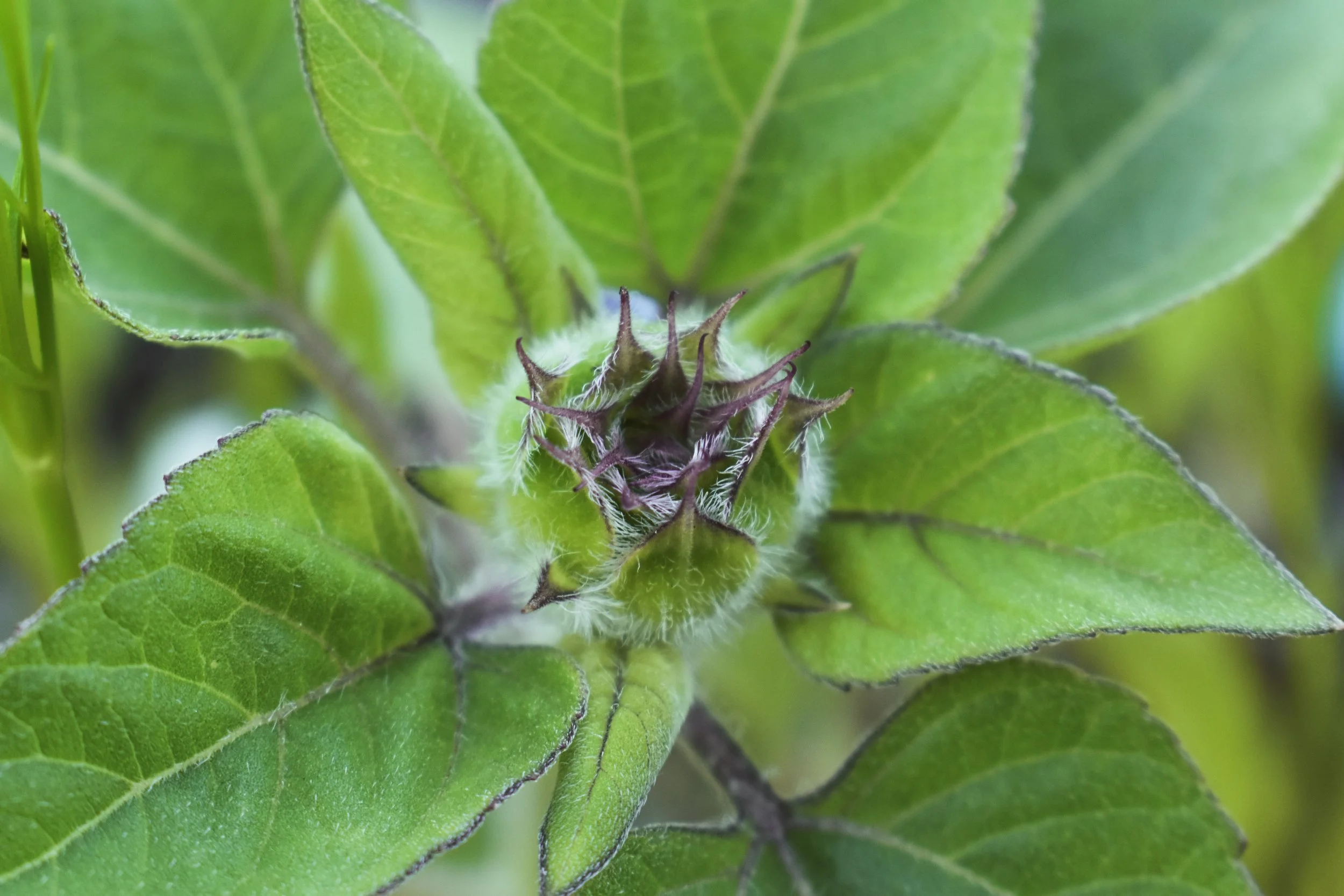 Close-up of green leaves and a small green fuzzy bud with spiky projections.