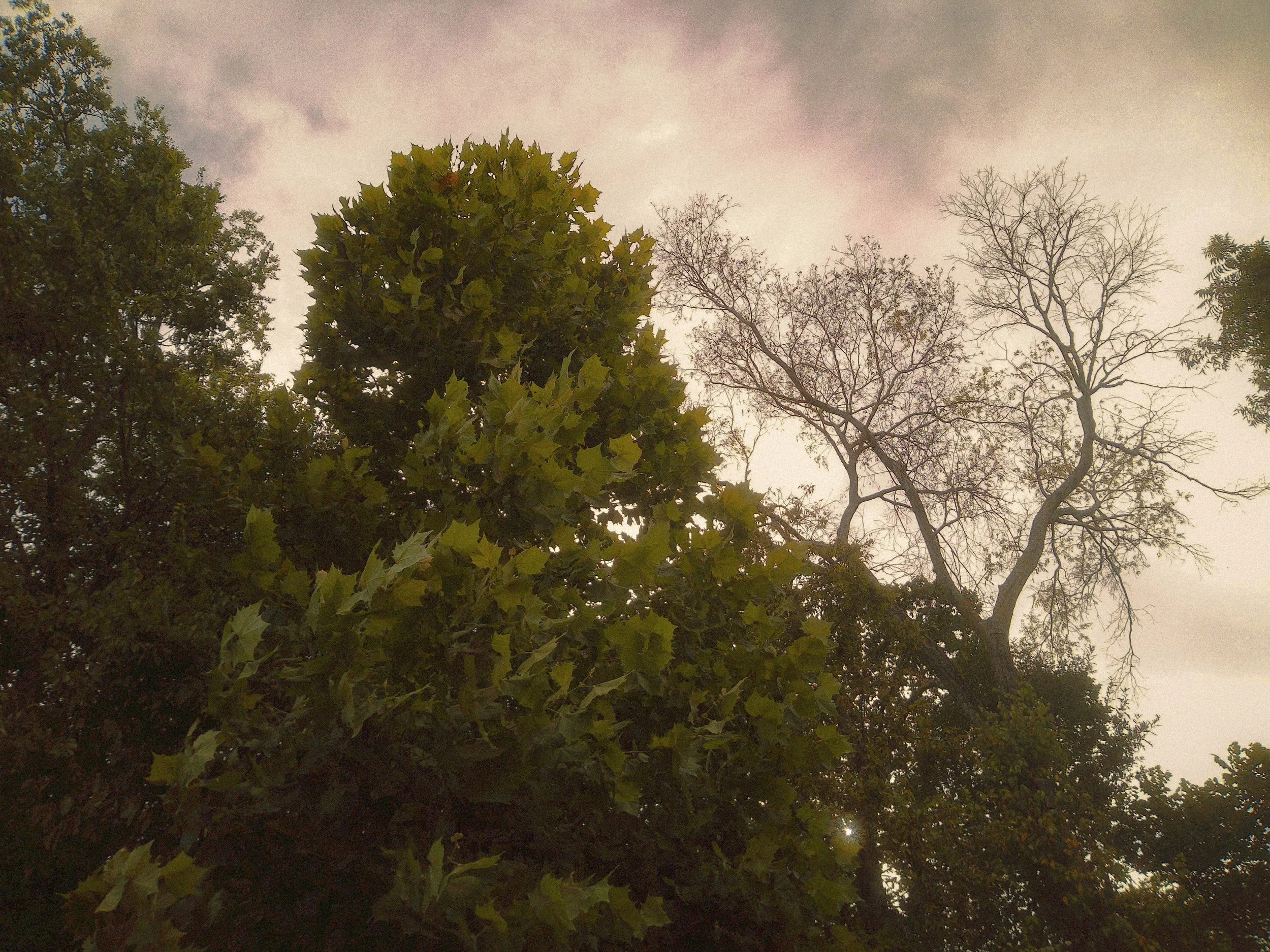 View of the sky with some clouds and trees with some leaves, some of which are bare, indicating a change in season.