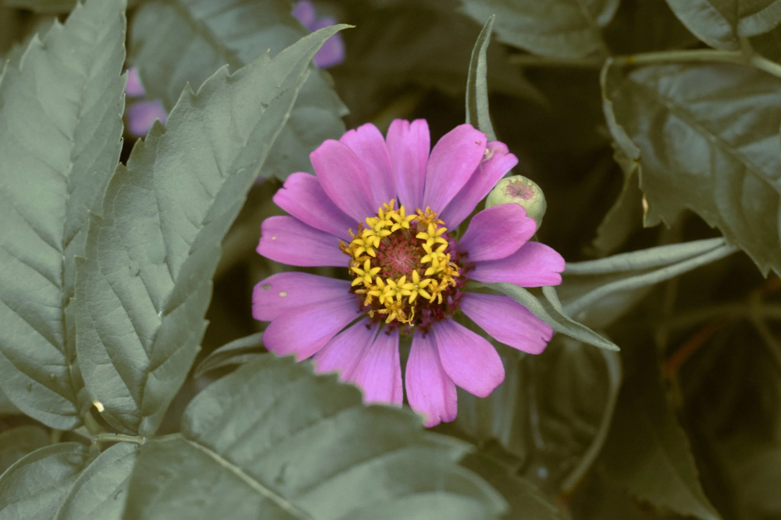 A close-up of a pink flower with yellow and pink center surrounded by green leaves.
