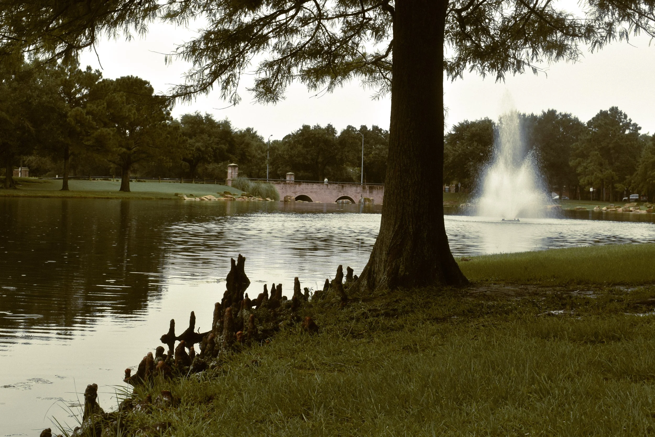 A park scene with a large tree in the foreground, a water fountain in the middle of a pond, and trees lining the background, taken during daytime with an overcast sky.
