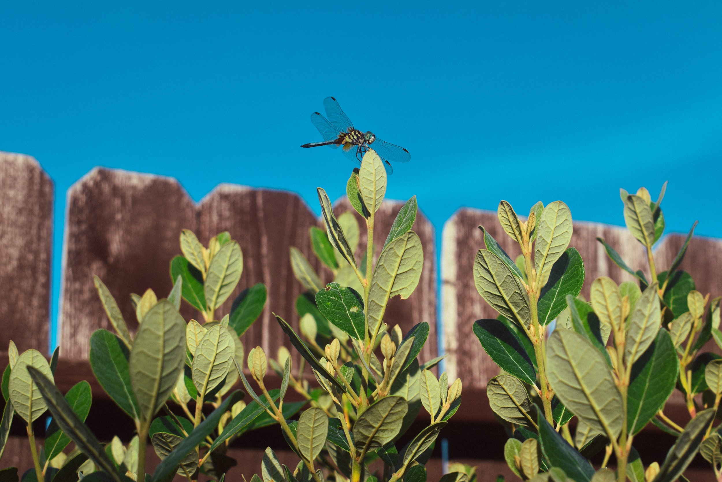 Close-up of a dragonfly perched on a leafy plant in front of a wooden fence and clear blue sky.
