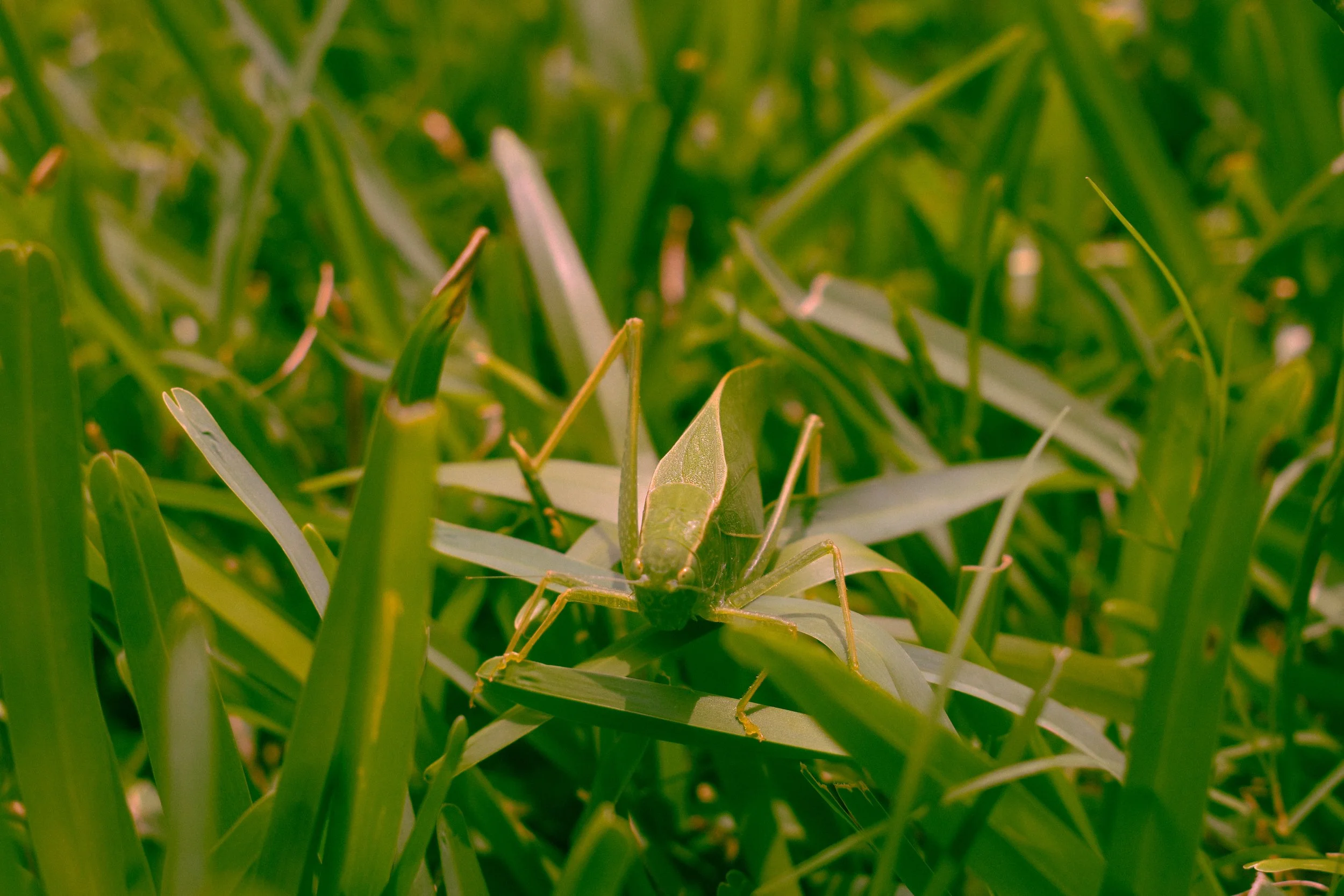 A green katyid crawling on grass blades.