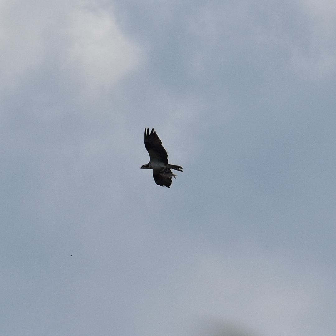 Hawk flying in a cloudy sky holding a fish