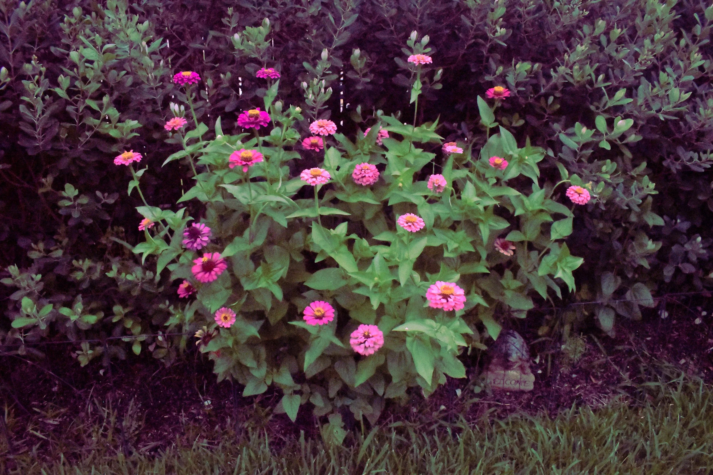 Pink and purple flowers blooming among green leaves in a garden at night.