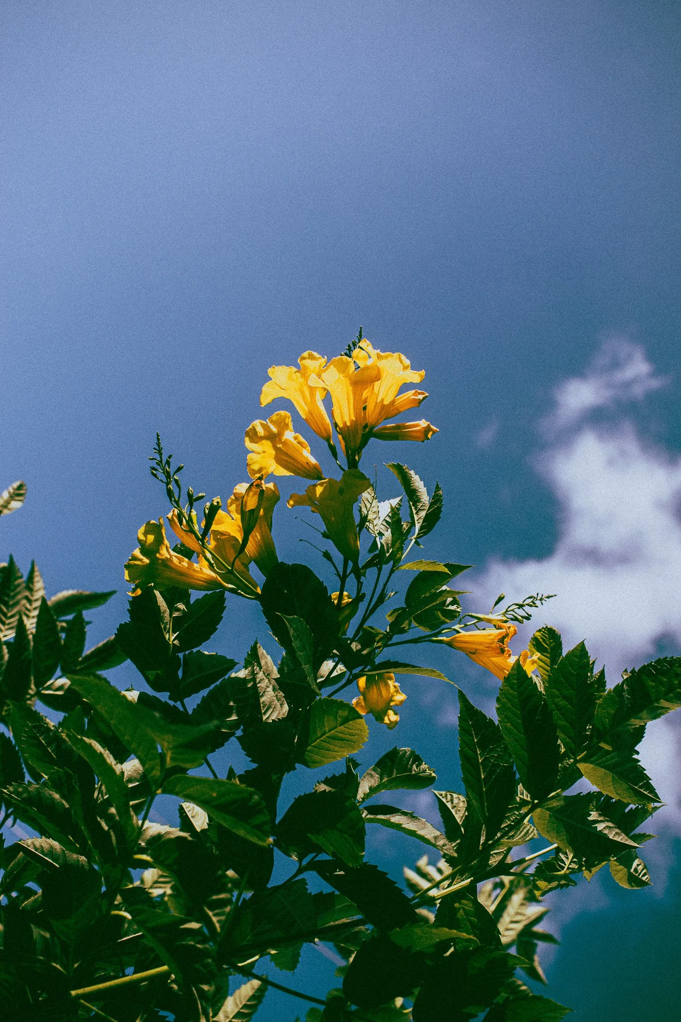 Yellow trumpet-shaped flowers on a green leafy plant with a blue sky and a few clouds in the background.