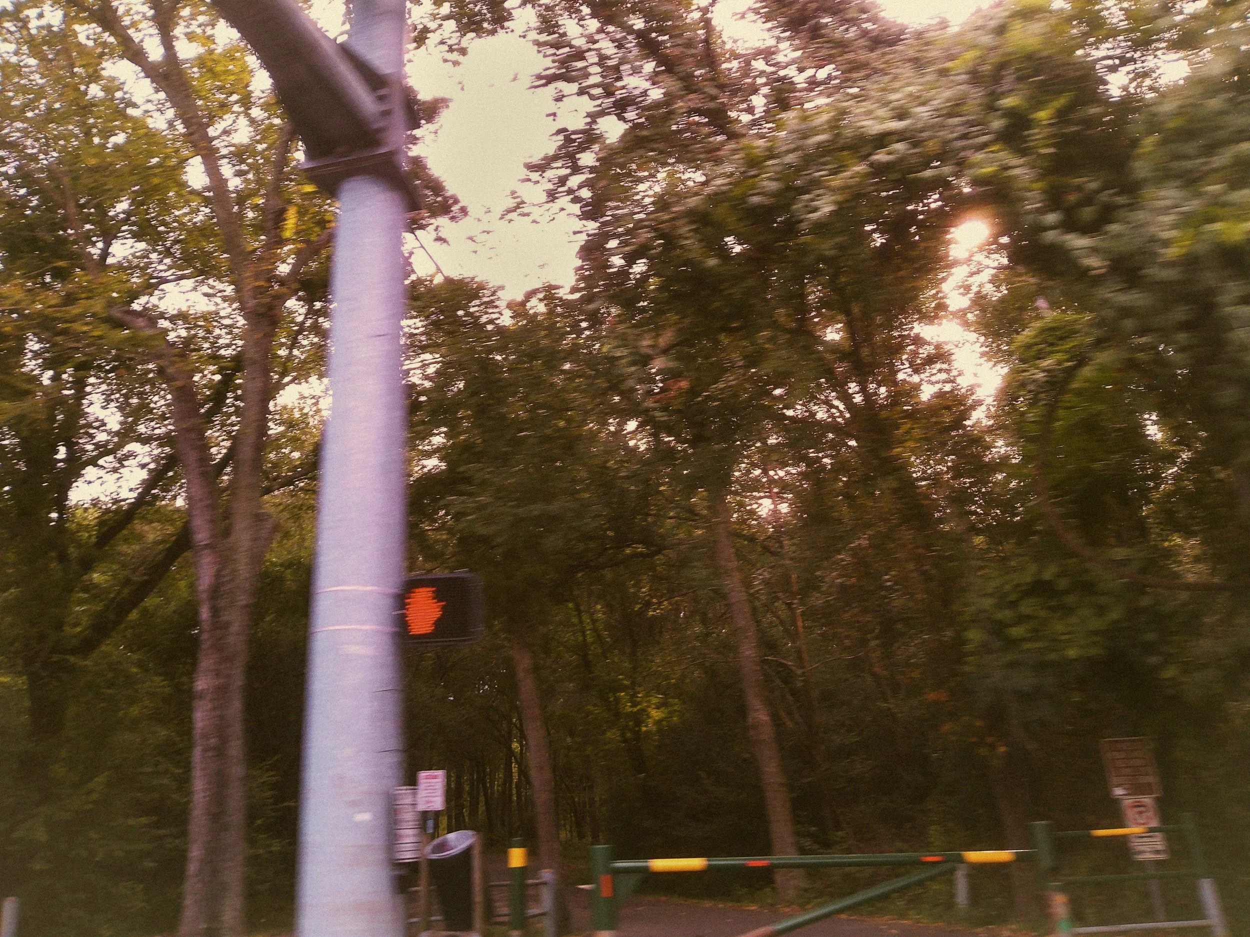 Street view with trees, utility pole, and traffic signals with a red hand signal, captured during sunset or sunrise.