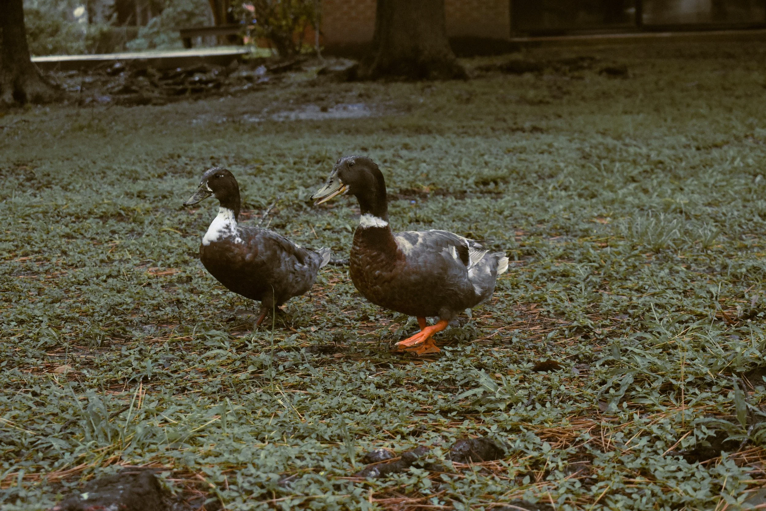 Two ducks standing on grass with trees and a building in the background.