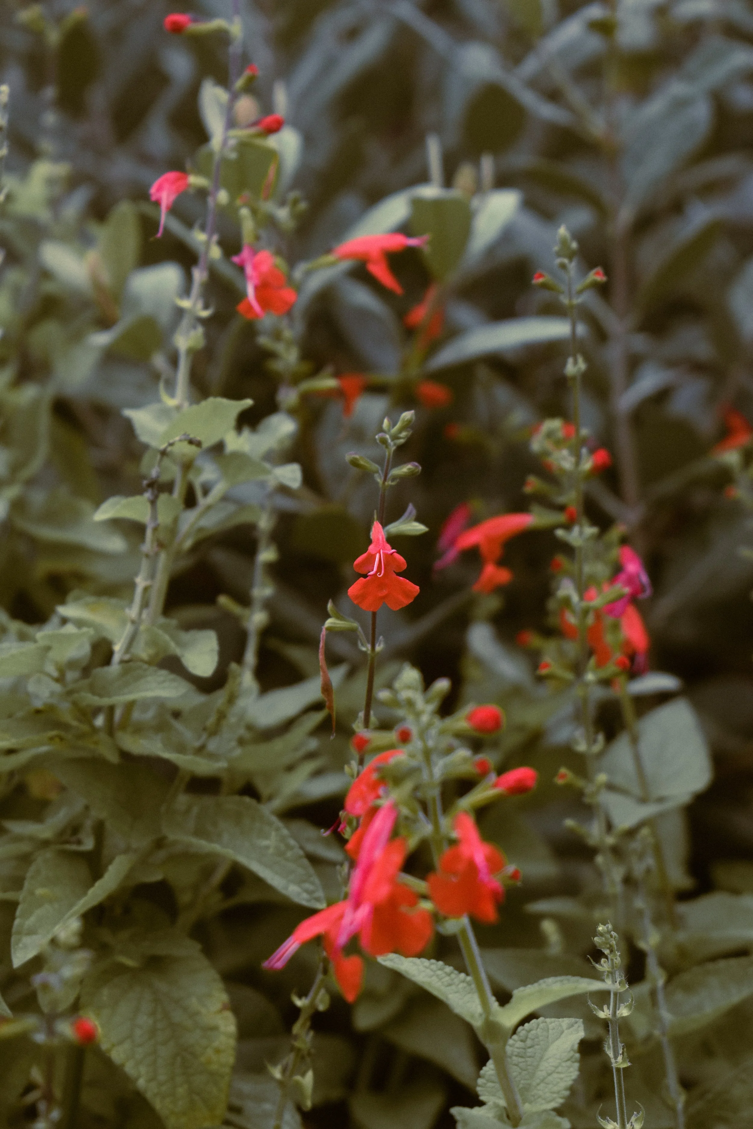 Close-up of a plant with red tubular flowers and greenish-gray leaves.