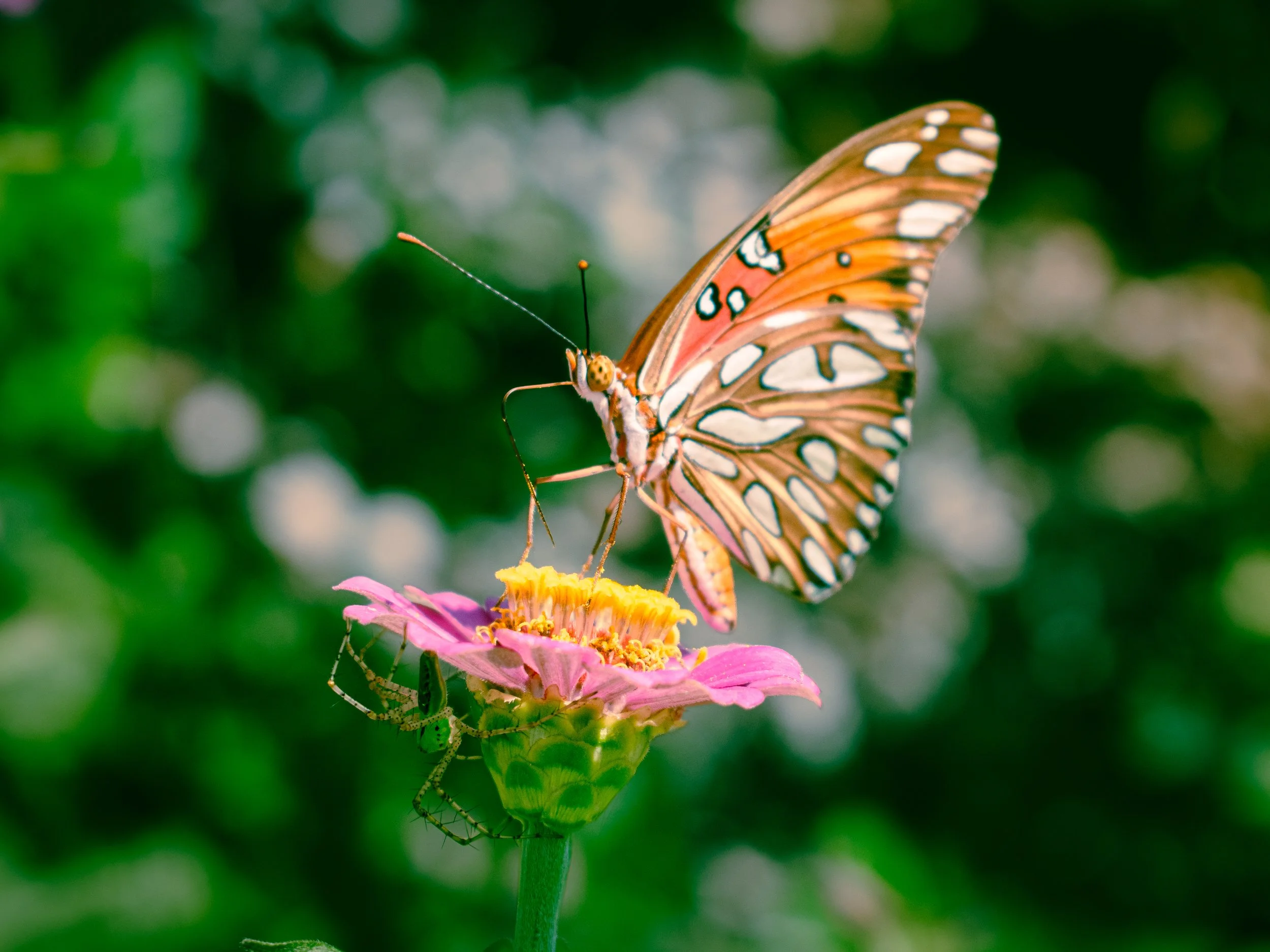 A butterfly perched on a pink and yellow flower with a green spider on the underside on a blurred green background