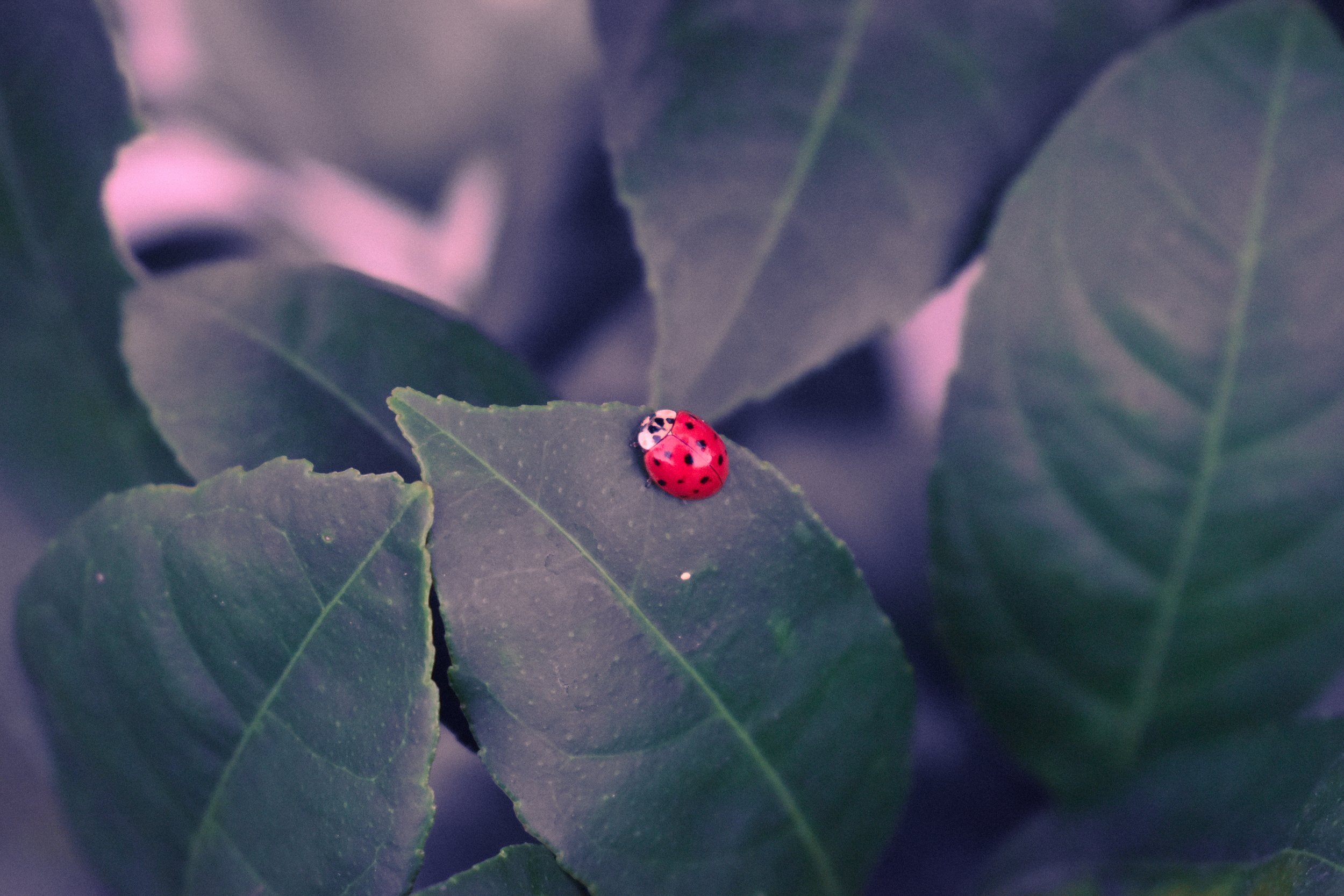 Close-up of a ladybug on a green leaf amidst other blurred leaves.