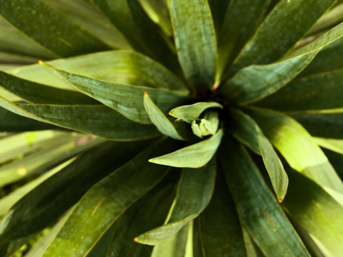 top view of green yucca plant leaves representing growth and possibilities