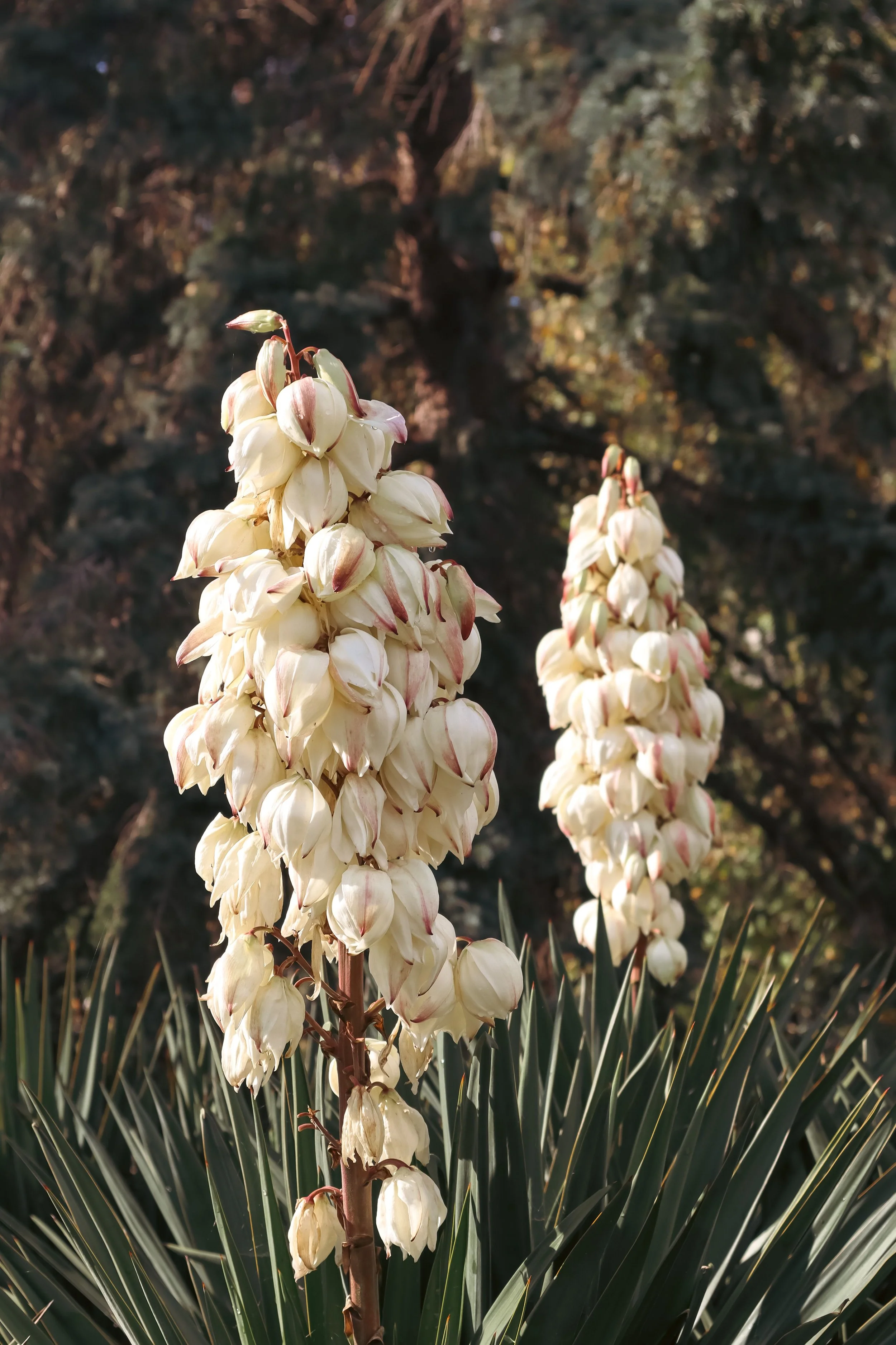 two stems of yucca plant blossom clusters representing community with spiked leaves cropped below