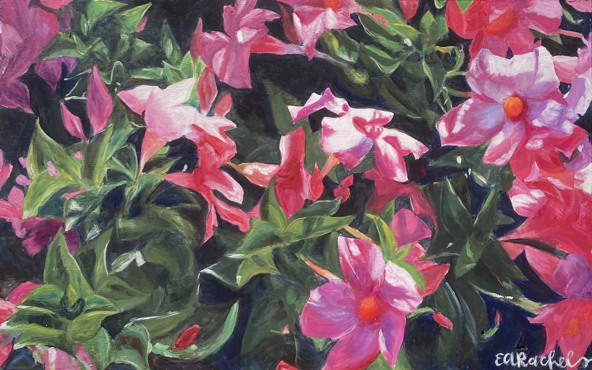 Bouganvilla 35 x 22a .jpeg