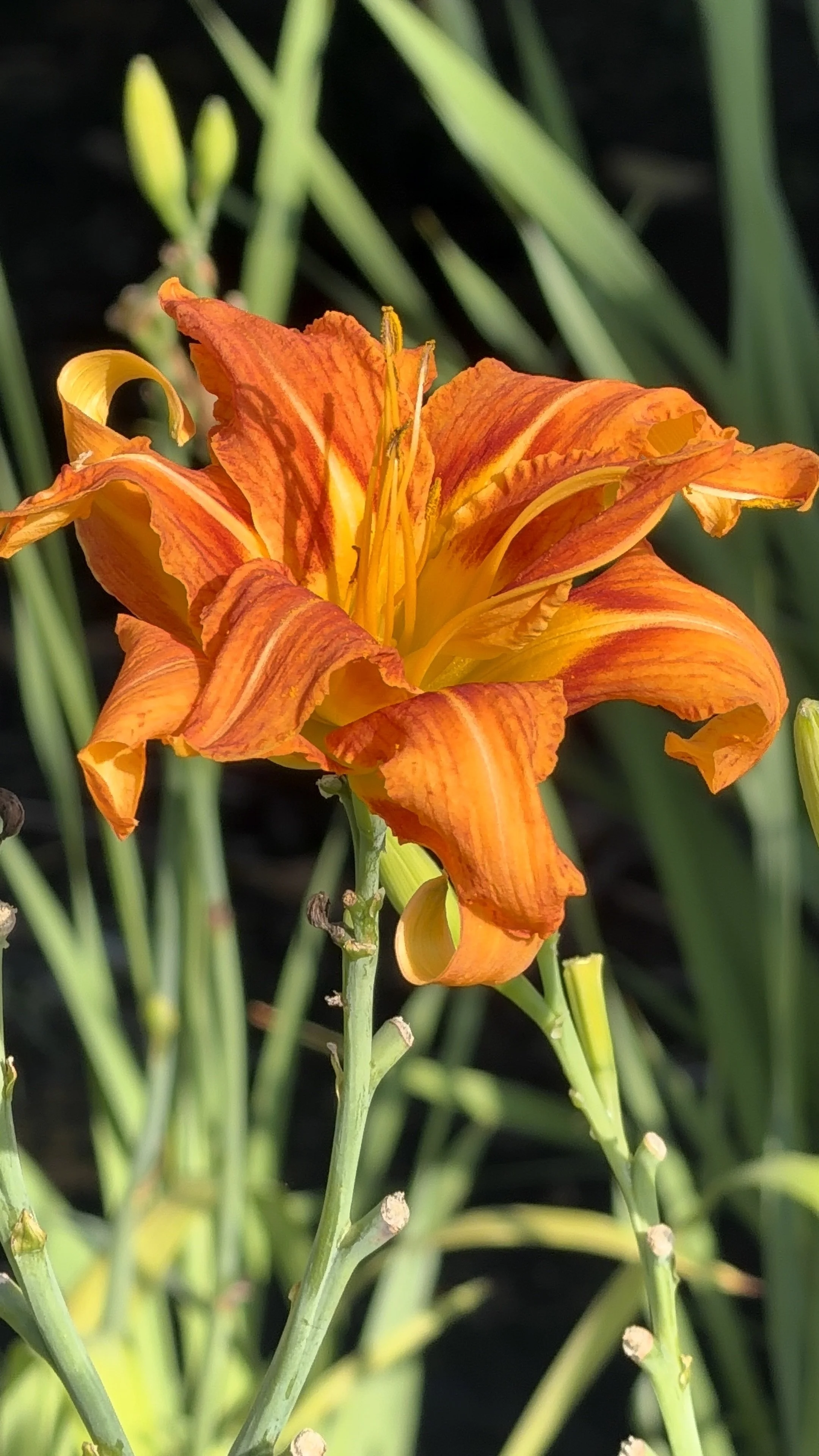 Hemerocallis fulva ‘Kwanso’: The Beautiful Daylily That Gives Back