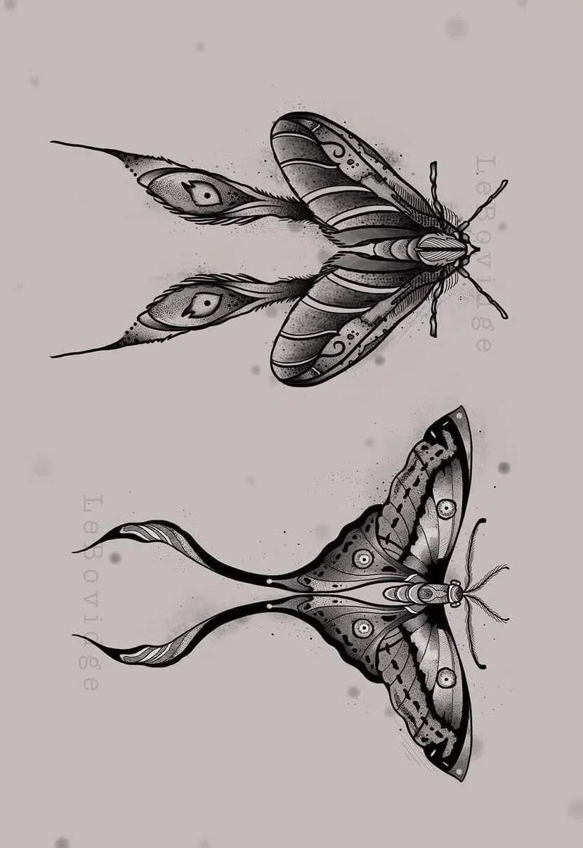 Drawing of two moths with long antennae