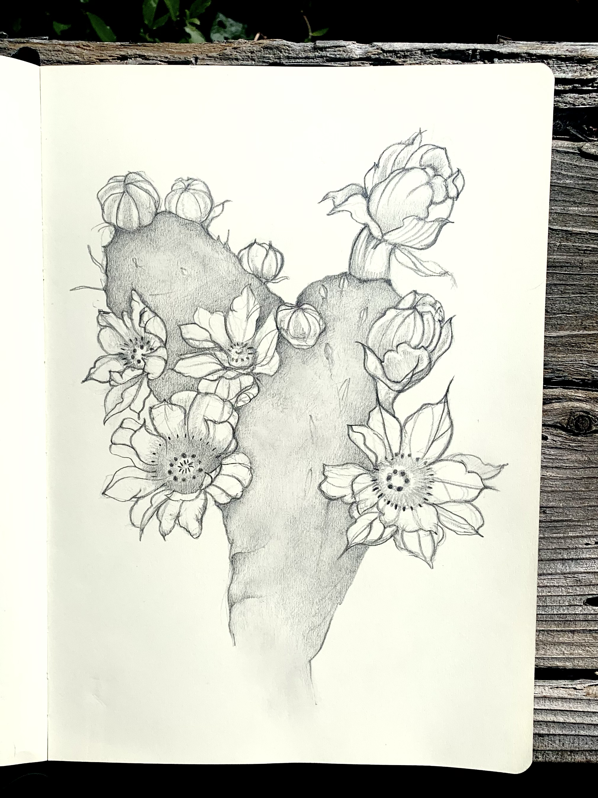 Pencil drawing of a flowering cactus in a sketchbook