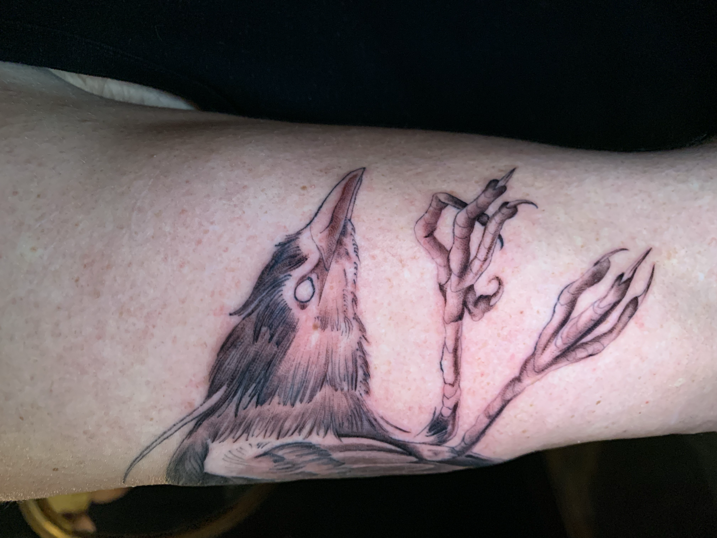 Crow and botanical stems tattoo on the forearm