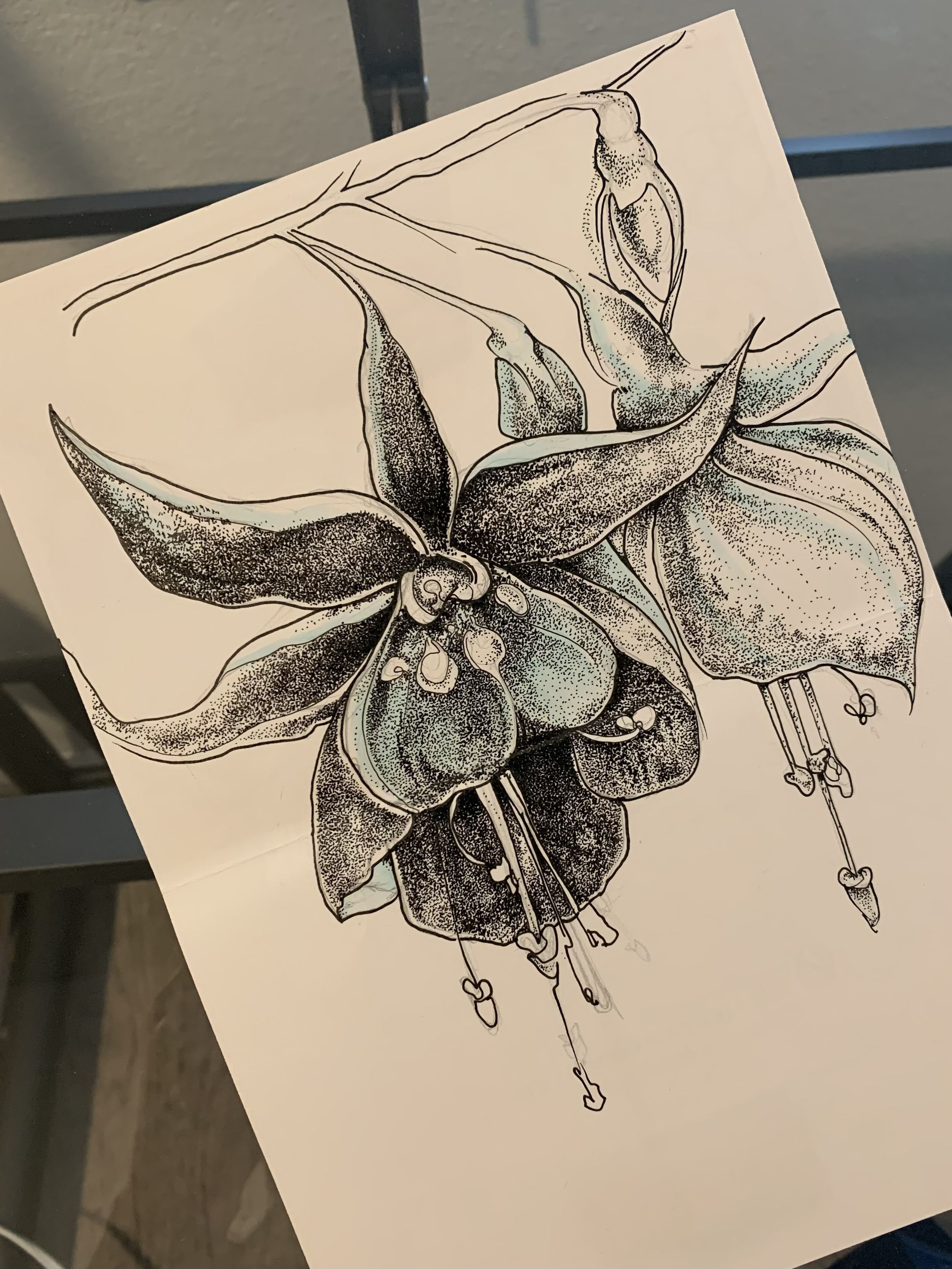 Ink drawing of a fuchsia flower