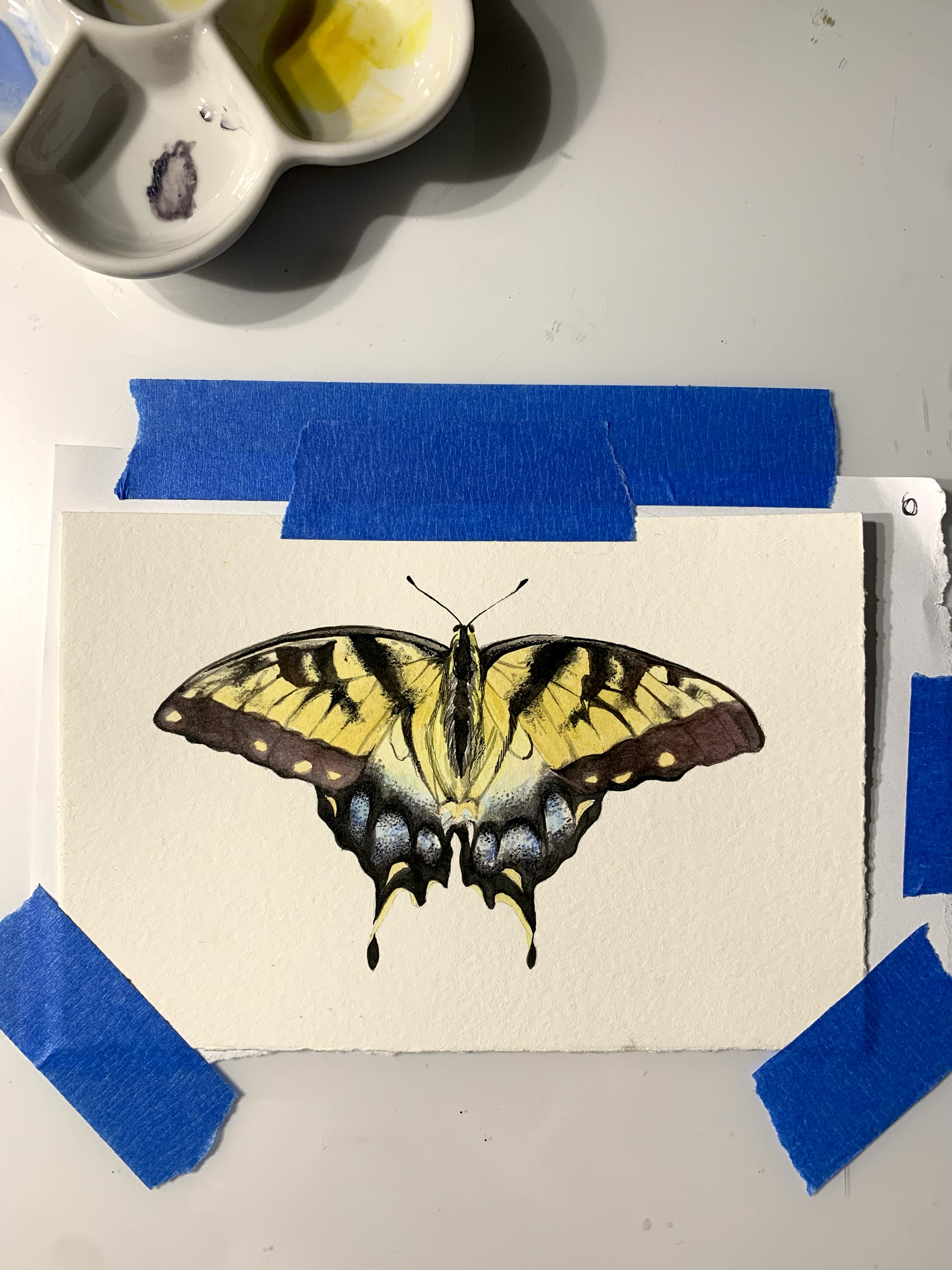 Color drawing of a swallowtail butterfly taped to a work table