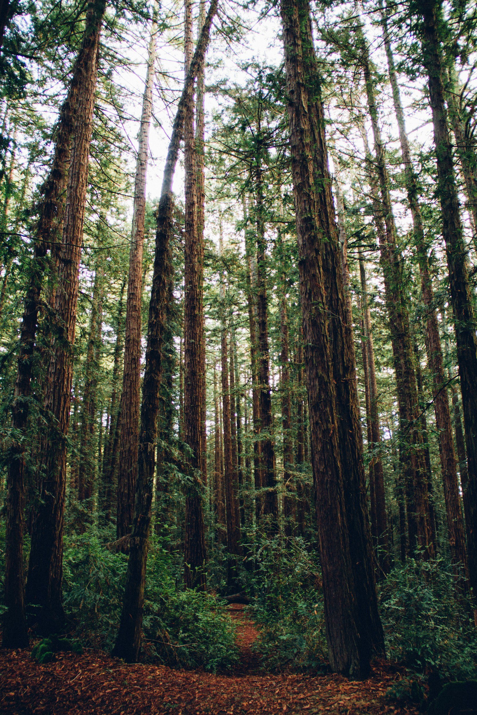 Tall trees in a dense forest with green foliage and a narrow dirt path at the bottom.