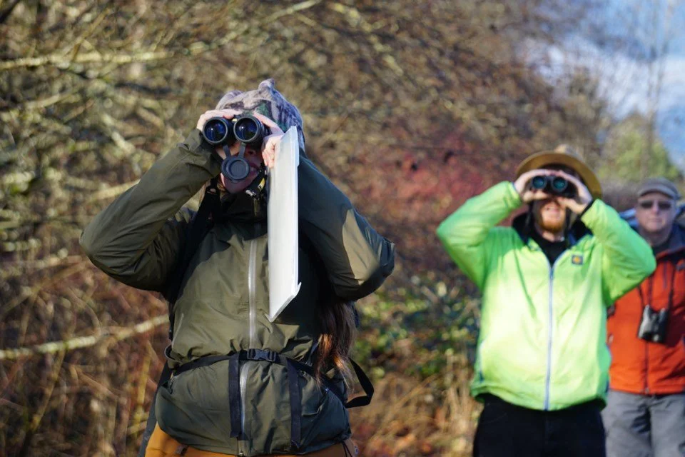Almost 1,300 bald eagles, one annual count.

A visual story from Brackendale’s annual eagle count, documenting one of Squamish’s most recognizable winter gatherings — both the bald eagles returning to the region and the people who come out to count, 
