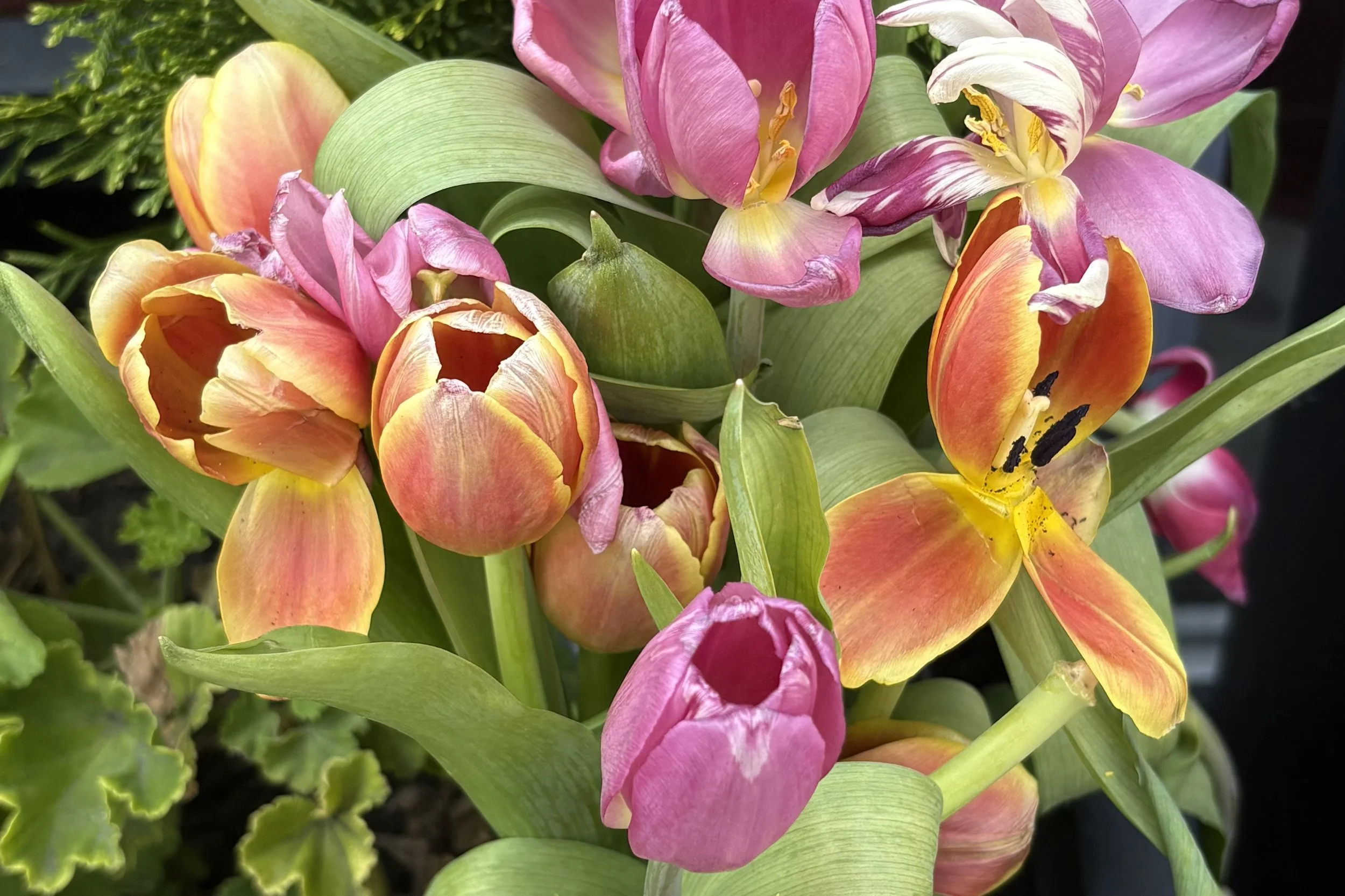 Colorful bouquet of pink, orange, and yellow tulips with green leaves.