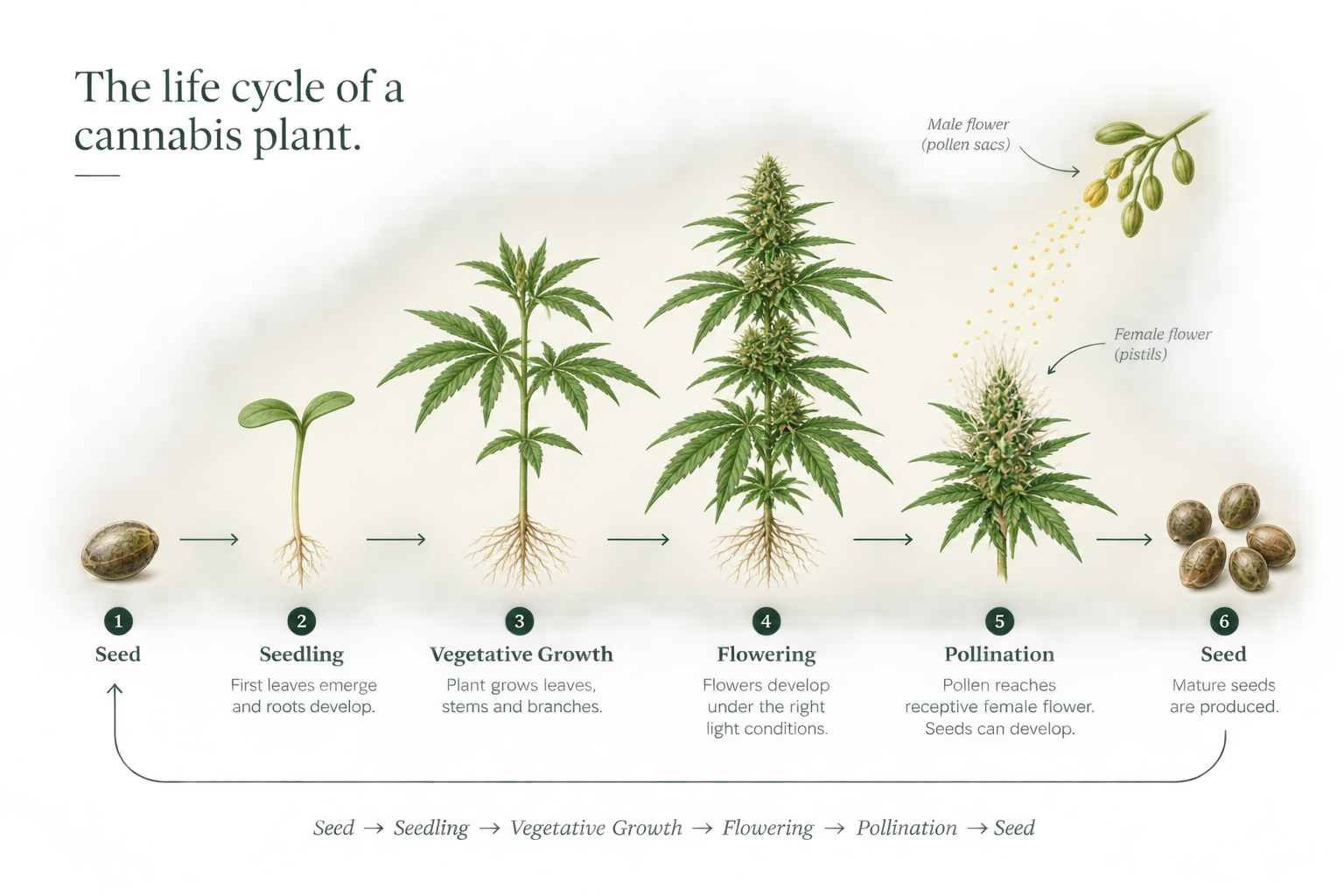 Diagram showing the stages of cannabis plant growth from seed to mature plant, including seed, seedling, vegetative growth, flowering, pollination, and seed production.
