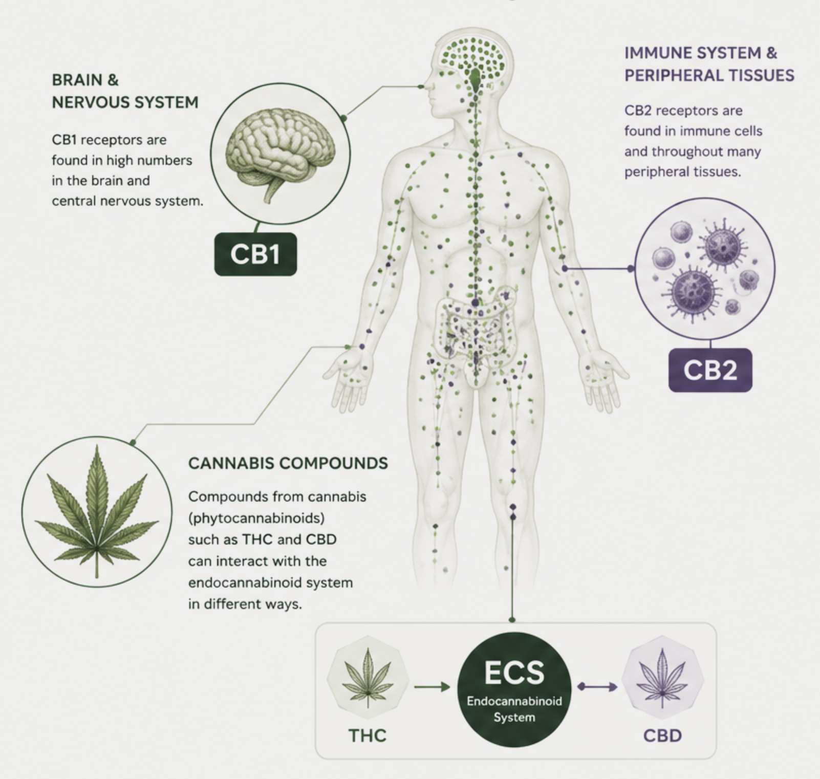 Diagram illustrating the human body's reaction to cannabis compounds, showing brain, nervous system, and peripheral tissues with labels for CB1 and CB2 receptors, and highlighting plant compounds like THC and CBD interacting with the endocannabinoid system.
