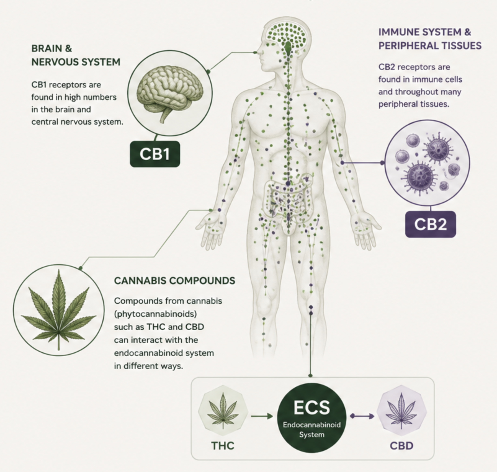 Diagram showing the human body's nervous and immune systems with labeled sections, including the brain, peripheral tissues, cannabis compounds, and the endocannabinoid system.