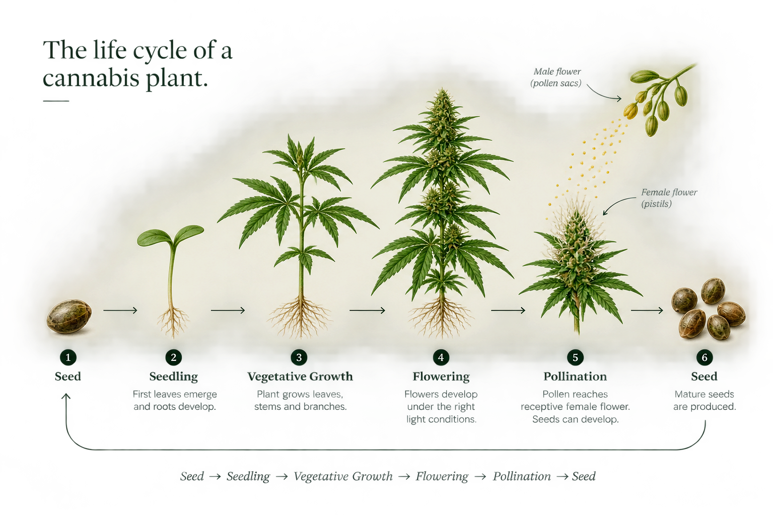 Diagram showing the life cycle of a cannabis plant from seed to seed, including stages of seed, seedling, vegetative growth, flowering, pollination, and seed. The image depicts the seed, a young seedling with leaves, a mature plant with leaves and branches, a flowering plant with developing buds, female and male flowers, and mature seeds, with labels and descriptions for each stage.