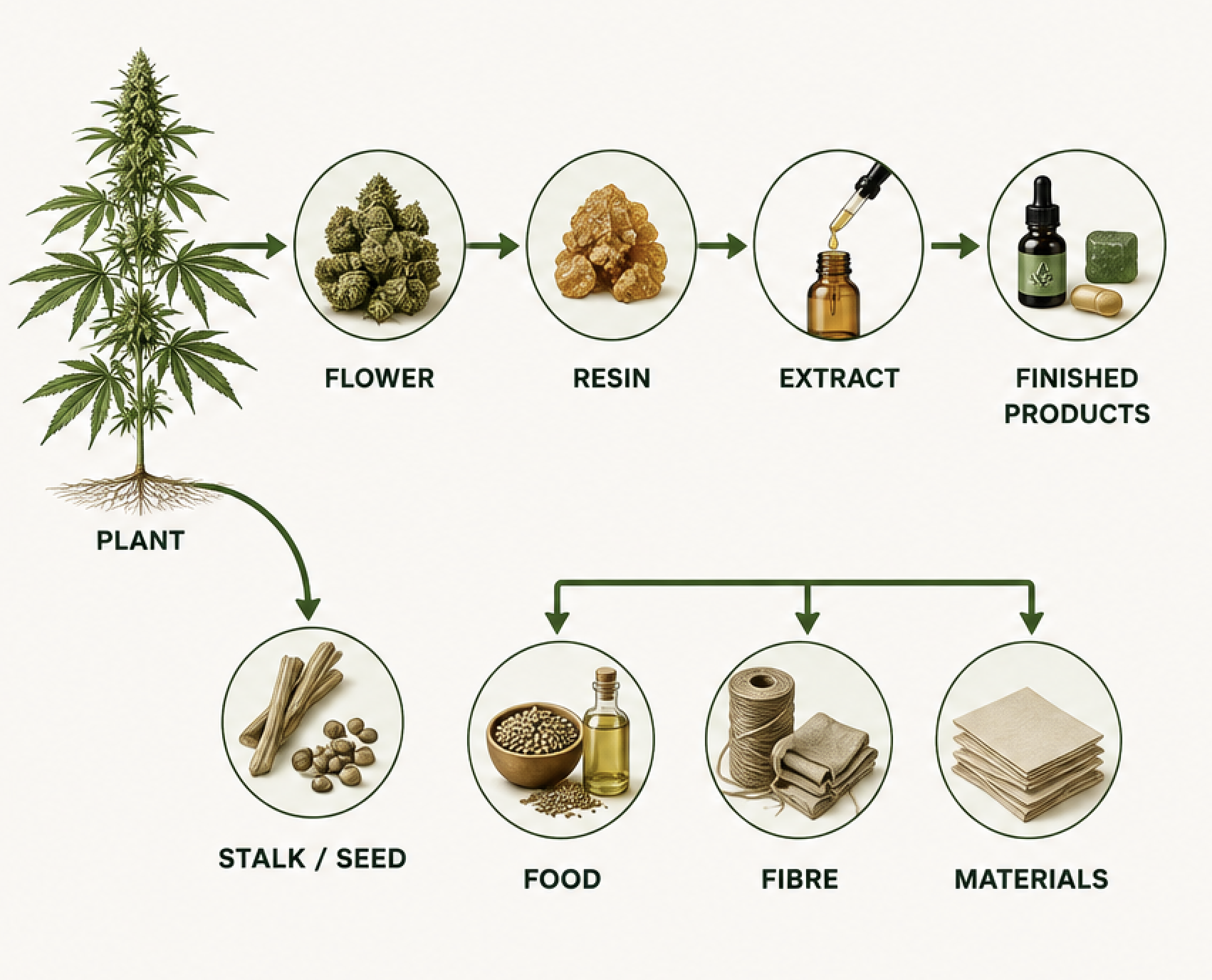 Flowchart showing the process of turning a cannabis plant into finished products, including steps of harvesting flower, extracting resin, making extract, and creating finished products such as oils and pills.