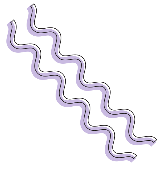 Two wavy purple and brown lines with black outlines on a white background.