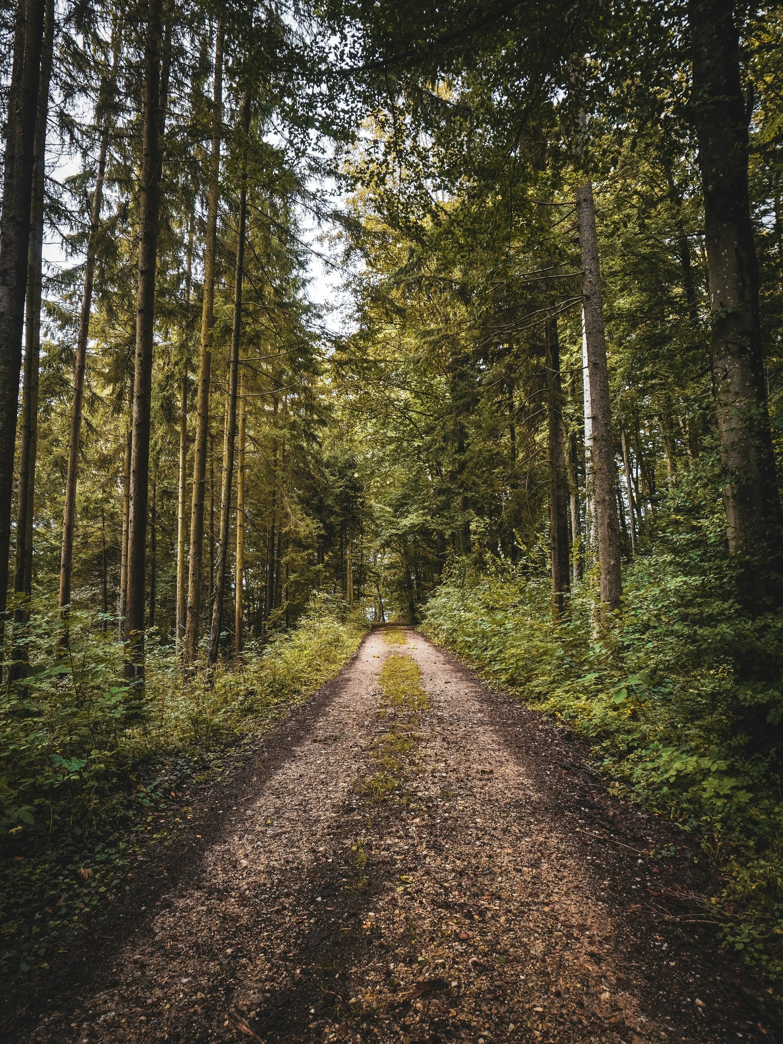 A dirt forest trail surrounded by tall trees with green foliage, with sunlight filtering through the leaves.