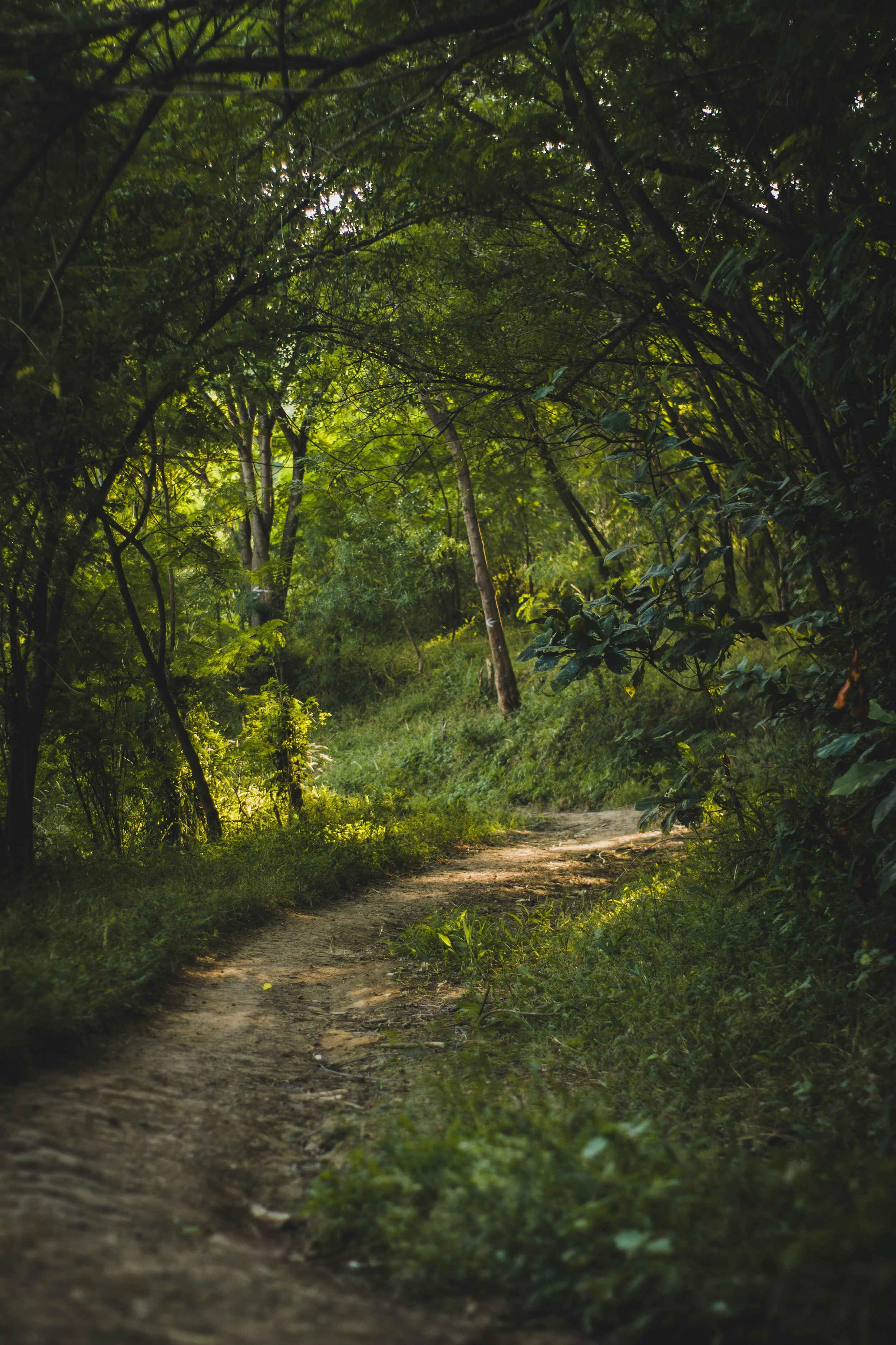 A dirt path winds through a dense green forest with sunlight filtering through the trees.