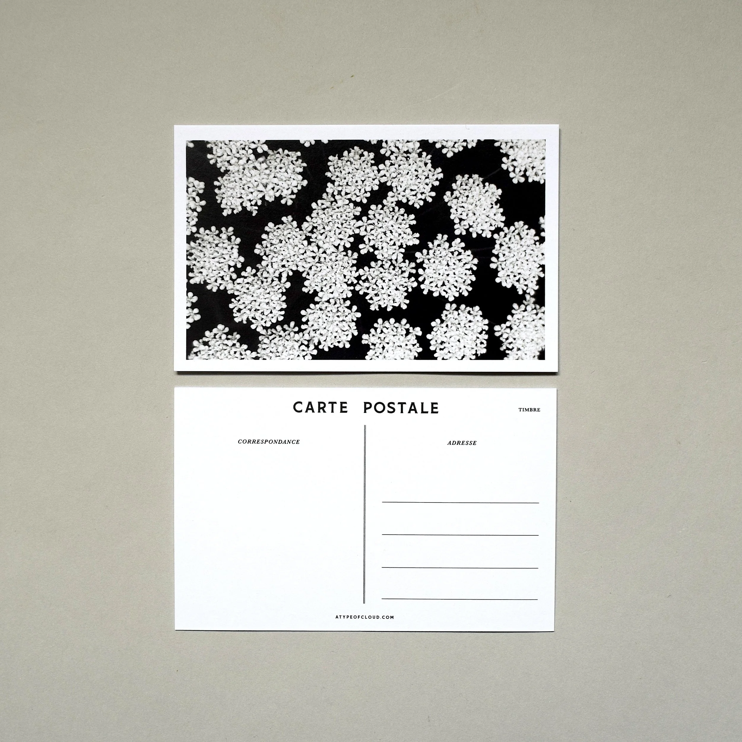front and back of flower postcard