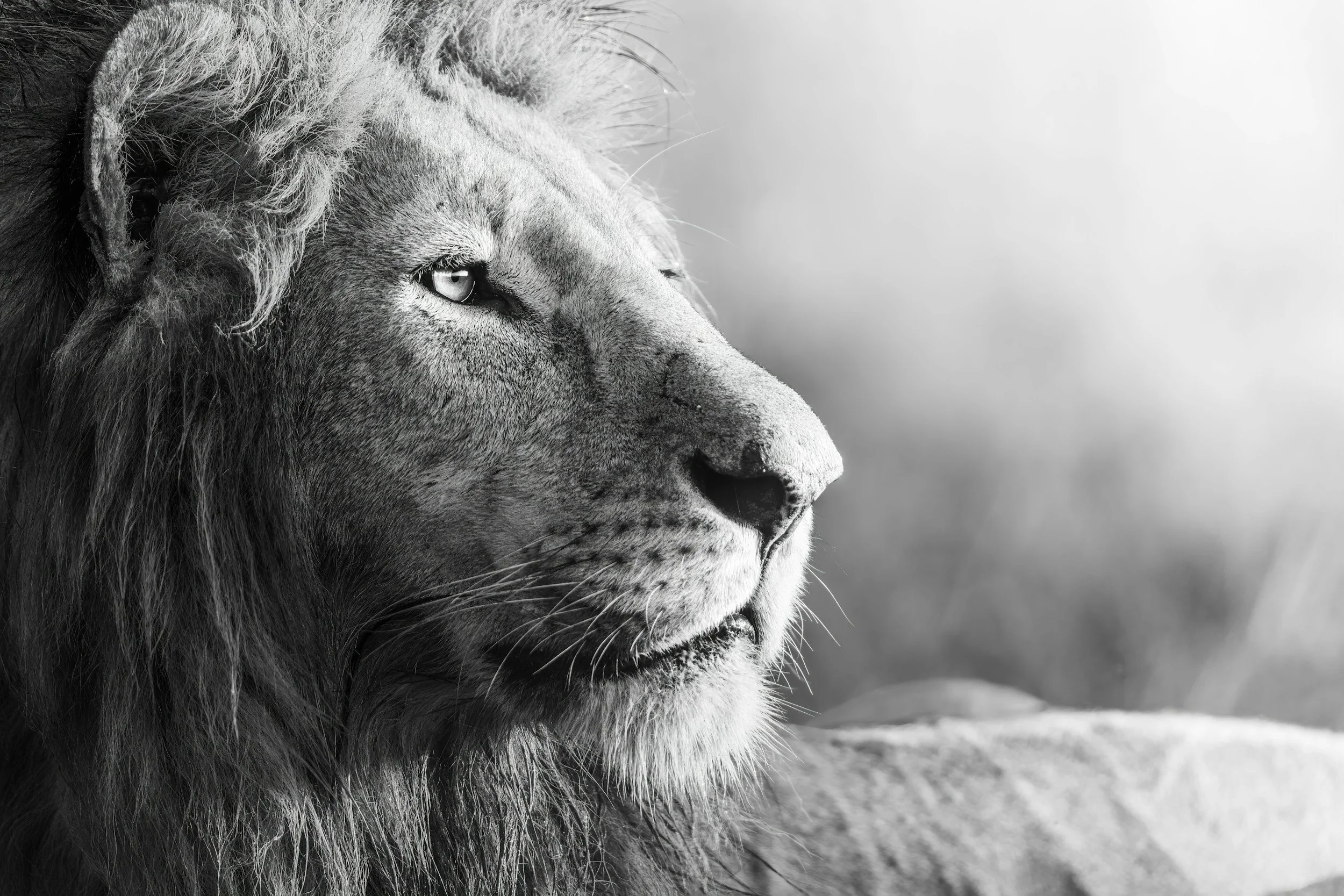 Close-up black-and-white photo of a lion's face in profile, showing its mane and intense eye, with a blurred background.