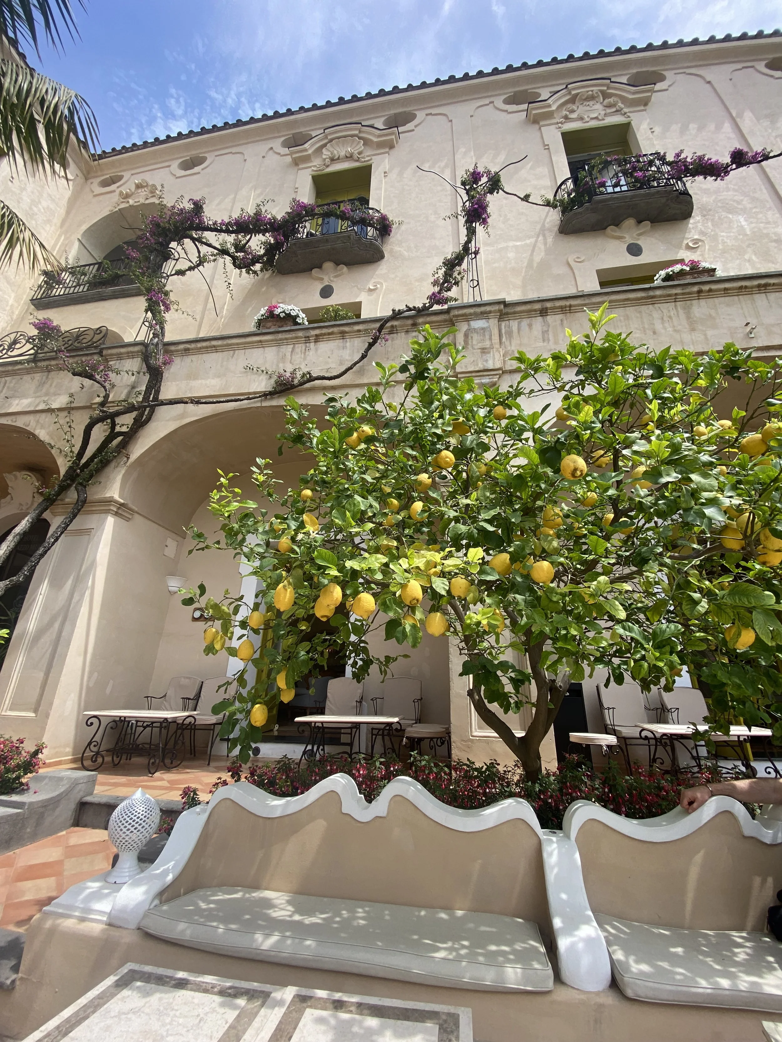 Lemon Tree Positano.jpeg