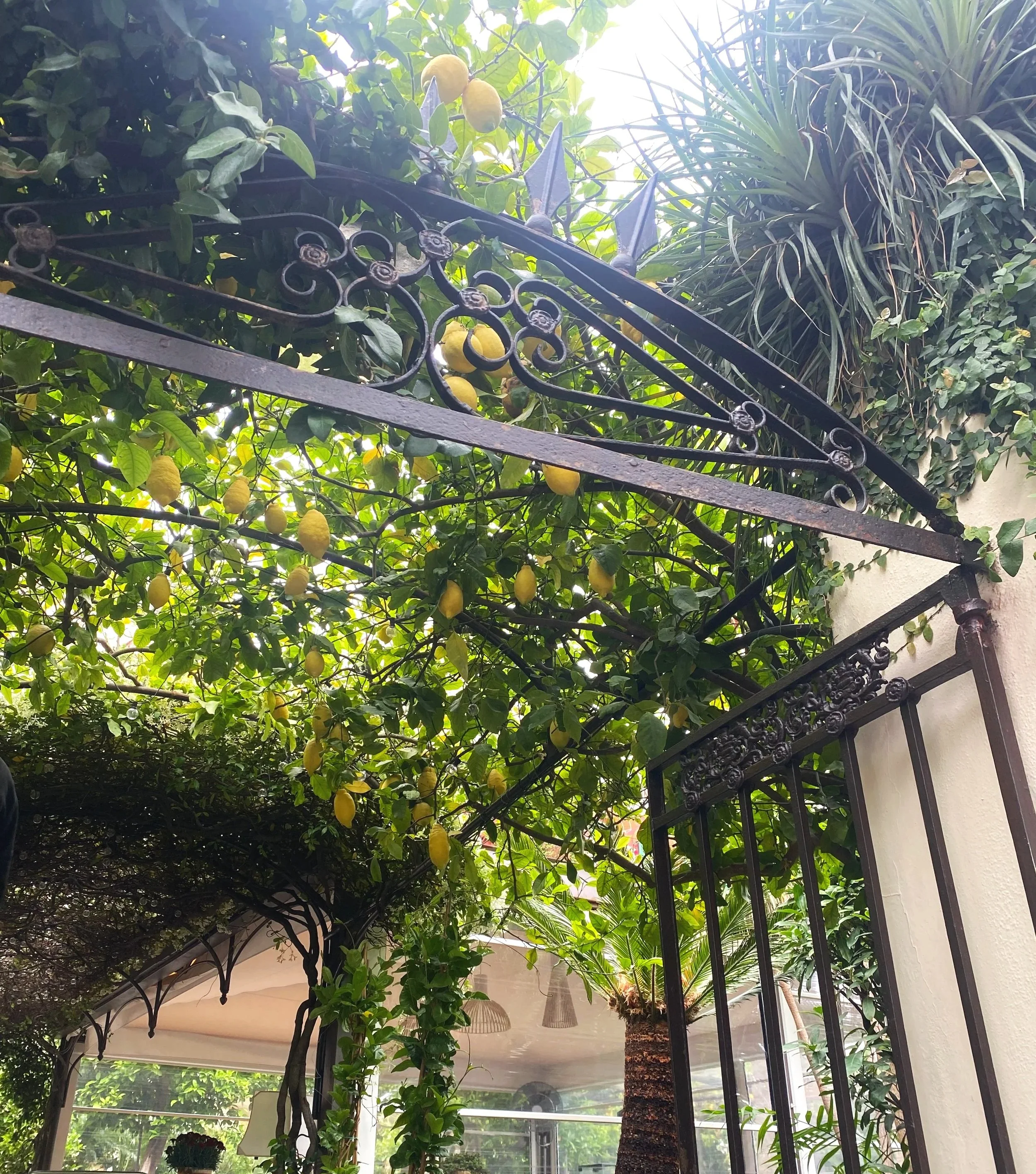 Lemon Tree.jpg
