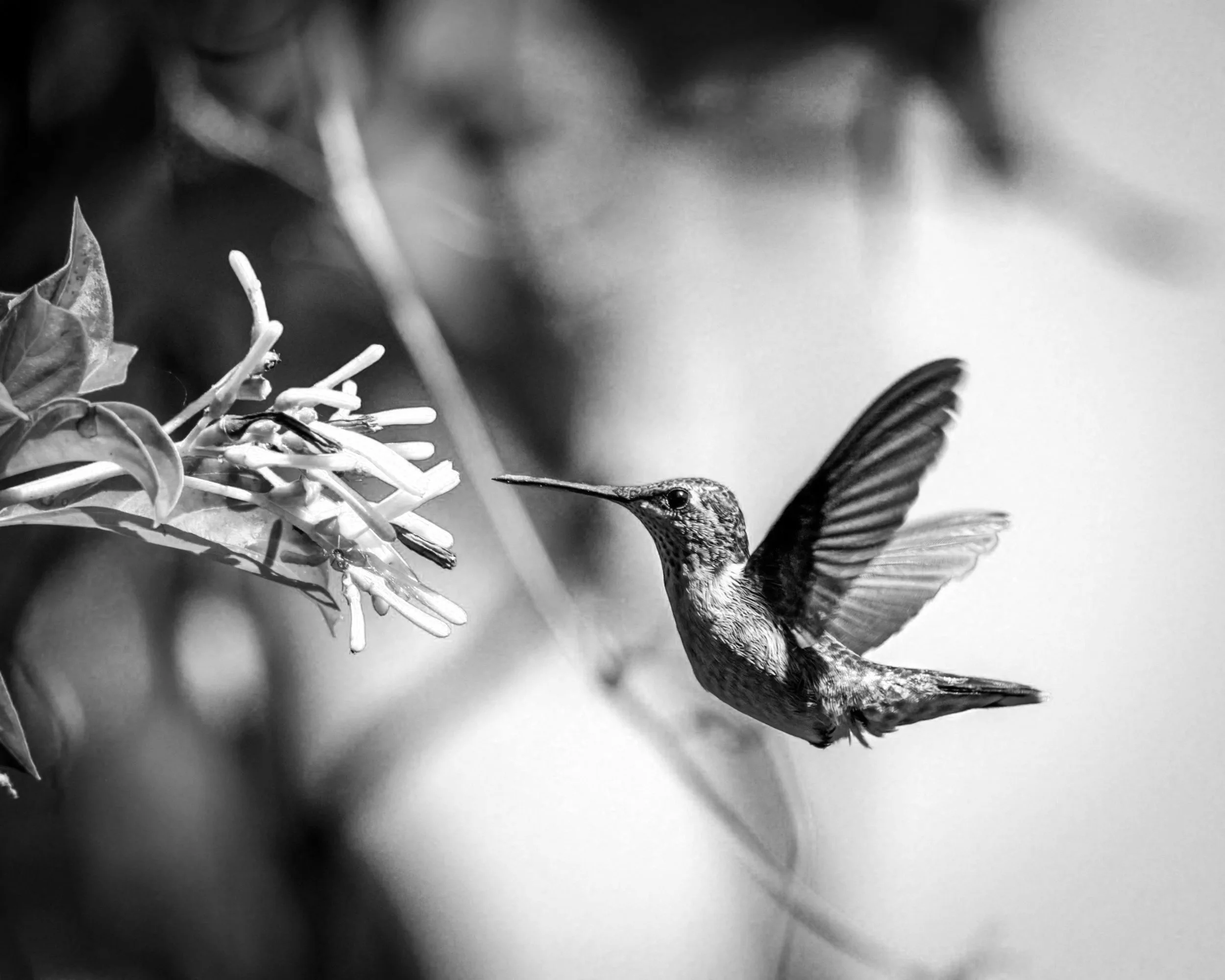 A hummingbird hovering near a flower with its beak inserted into the flower, in black and white.