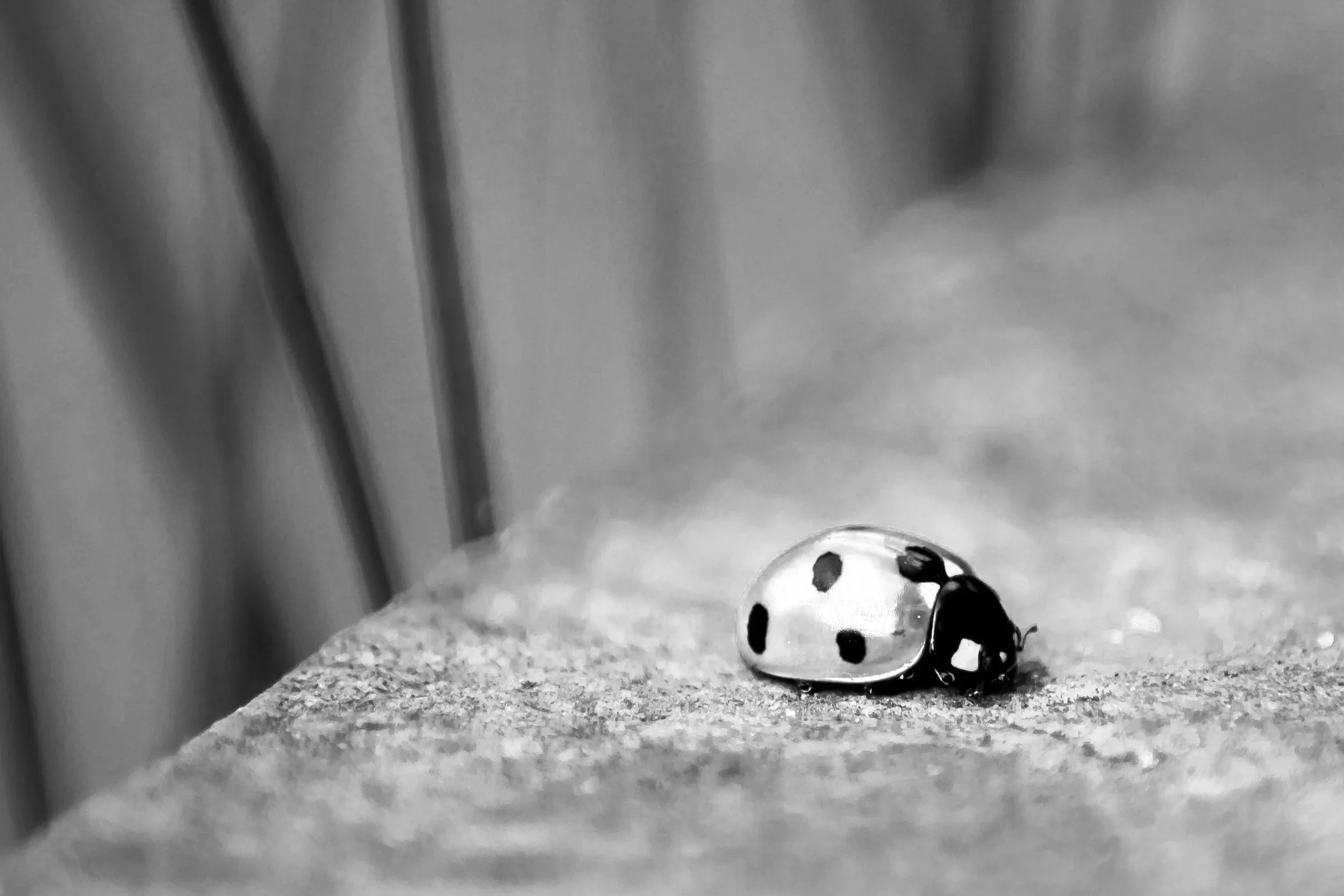Close-up of a ladybug with black spots on its white body, sitting on a textured surface, with a stainless steel background.