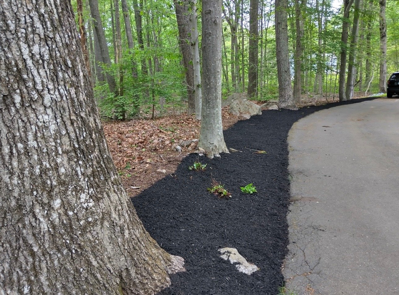 after - mulch 1
