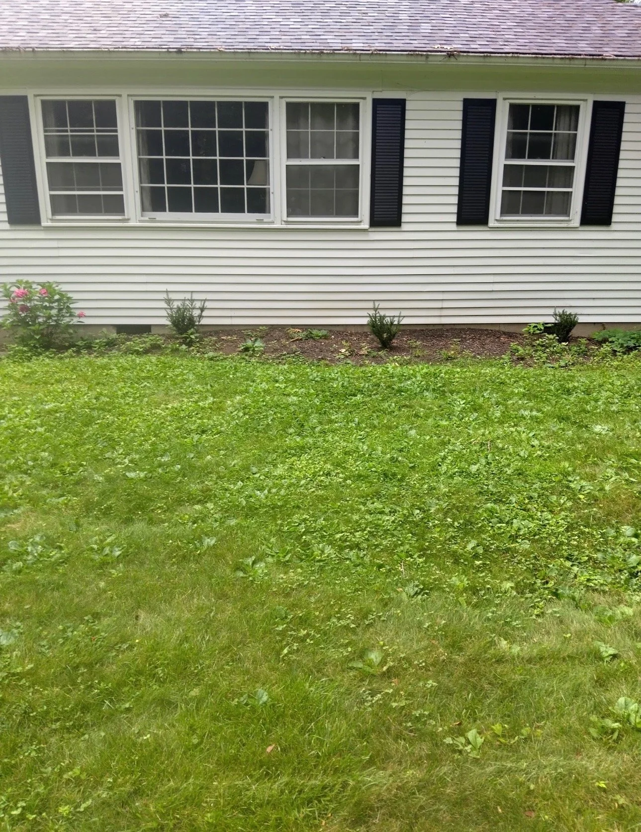 before - mulch 3