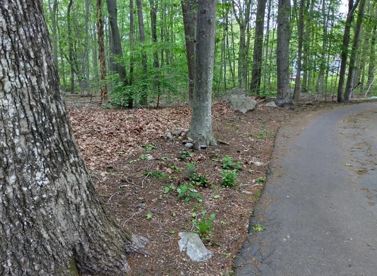 before - mulch 1