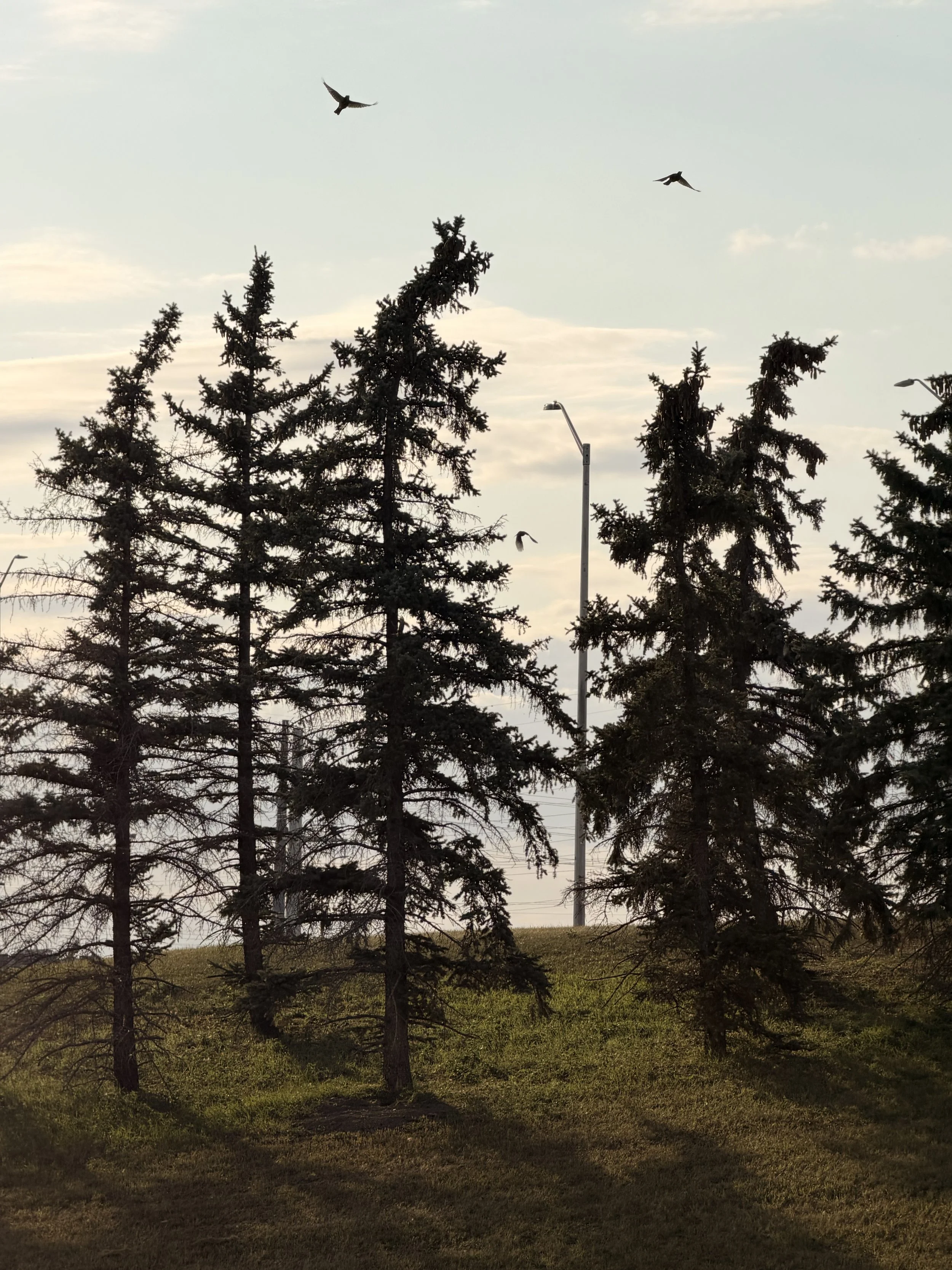 IMG_0537.jpeg