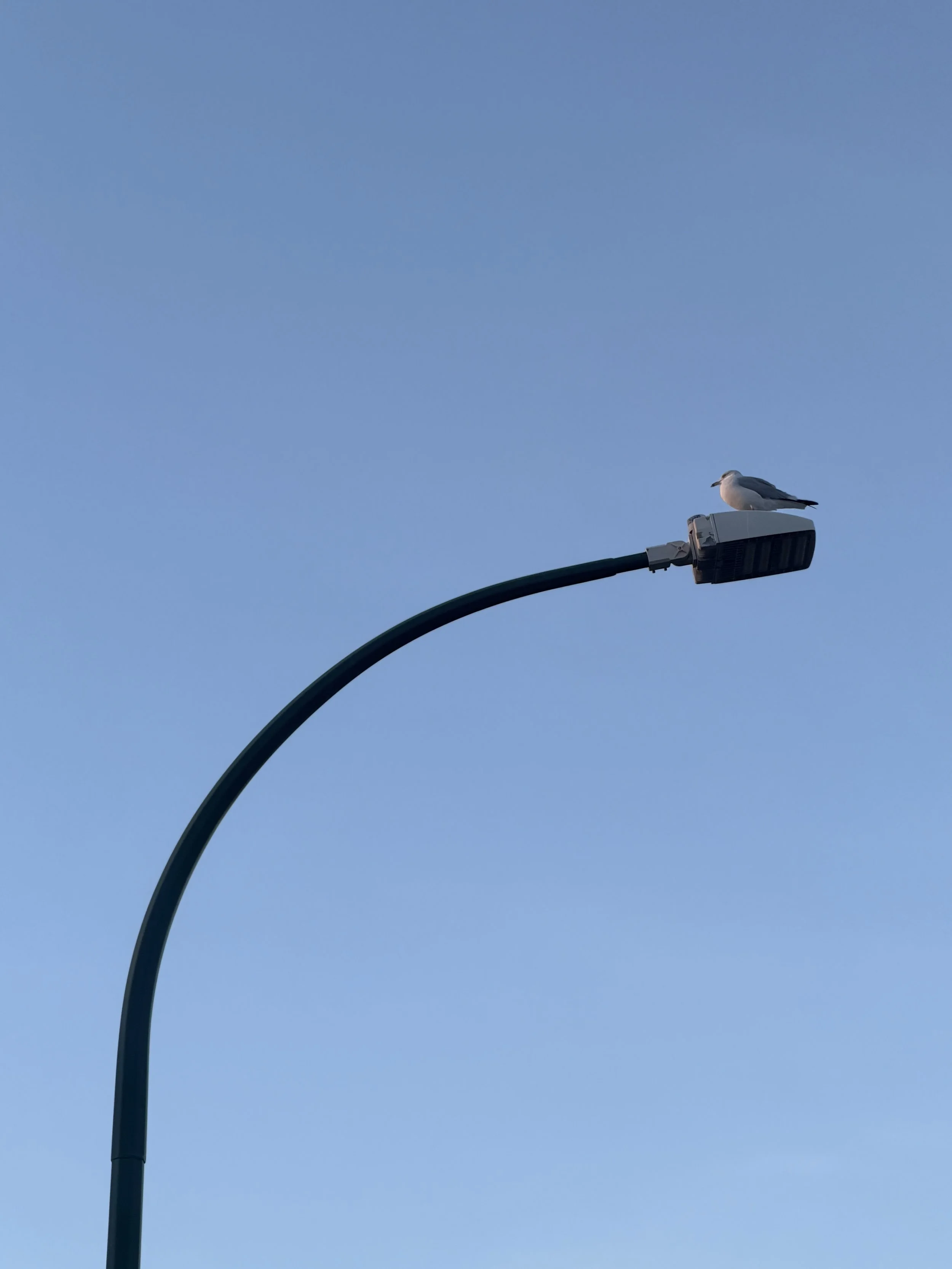 IMG_2855.jpeg