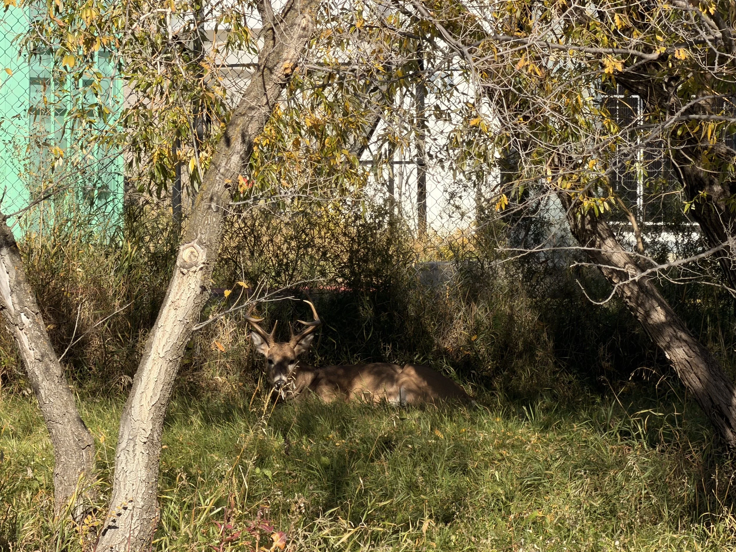 IMG_2950.jpeg