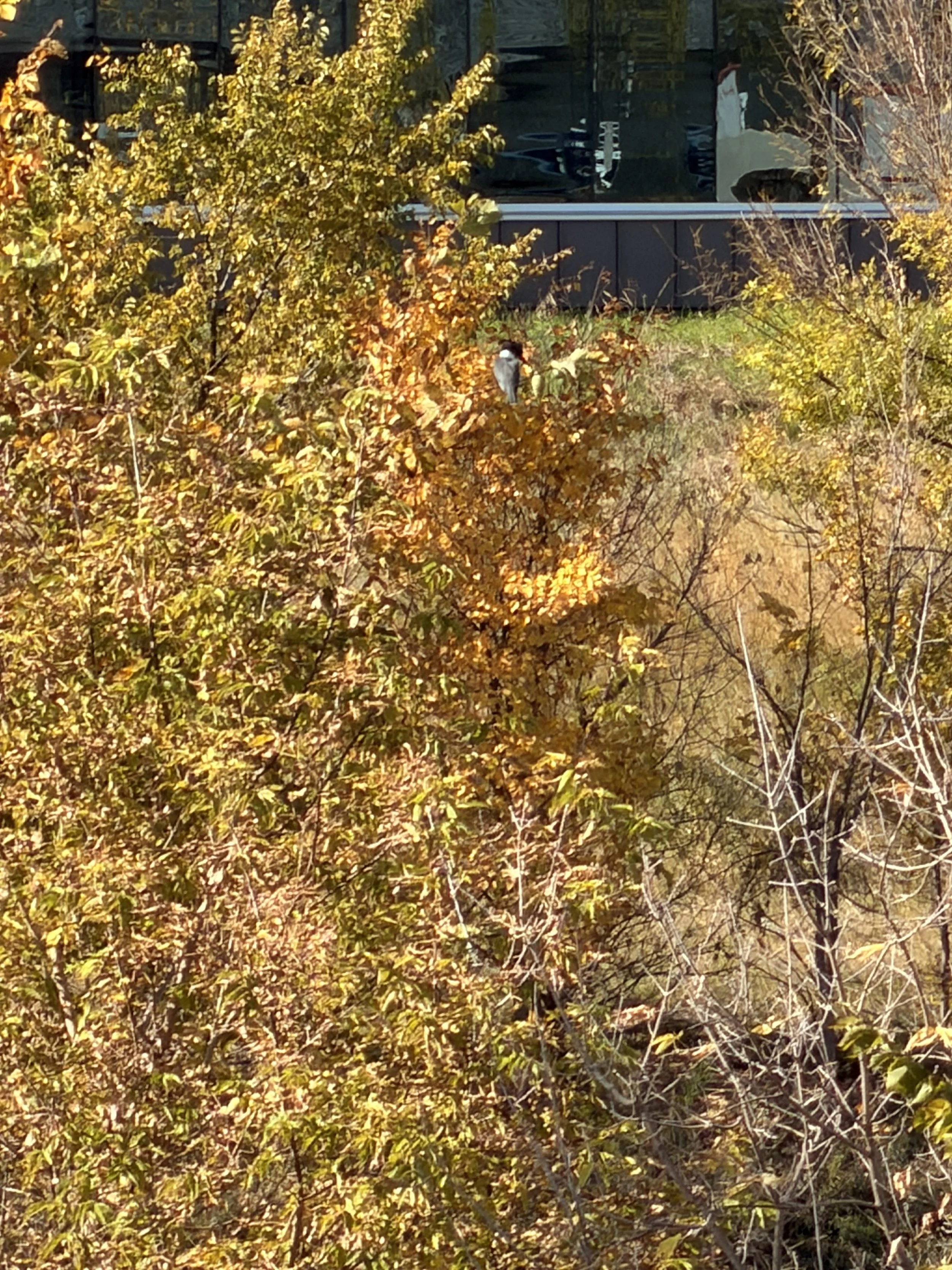 IMG_2333.jpeg