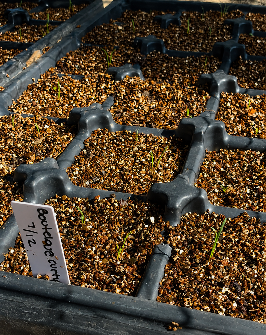 Sideoats Grama (Bouteloua curtipendula) seedling trays